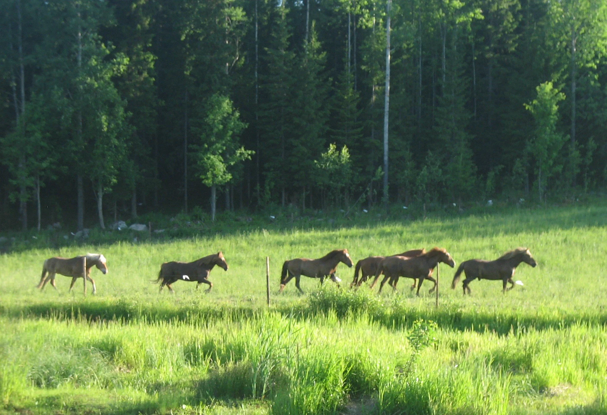 Ratsastus &amp; Sauna Spa - lomapaketti - 3 PAIKKAA 