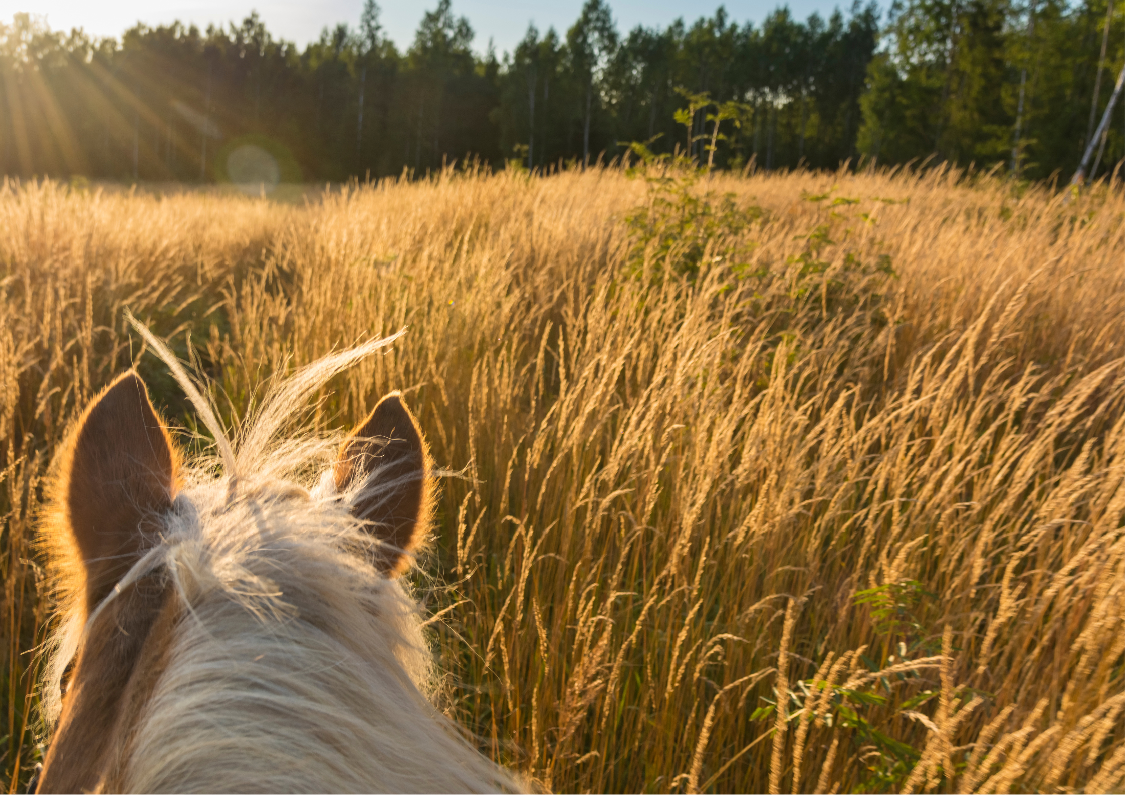 Satumaan retki, 1,5 tuntia -3 PAIKKAA 