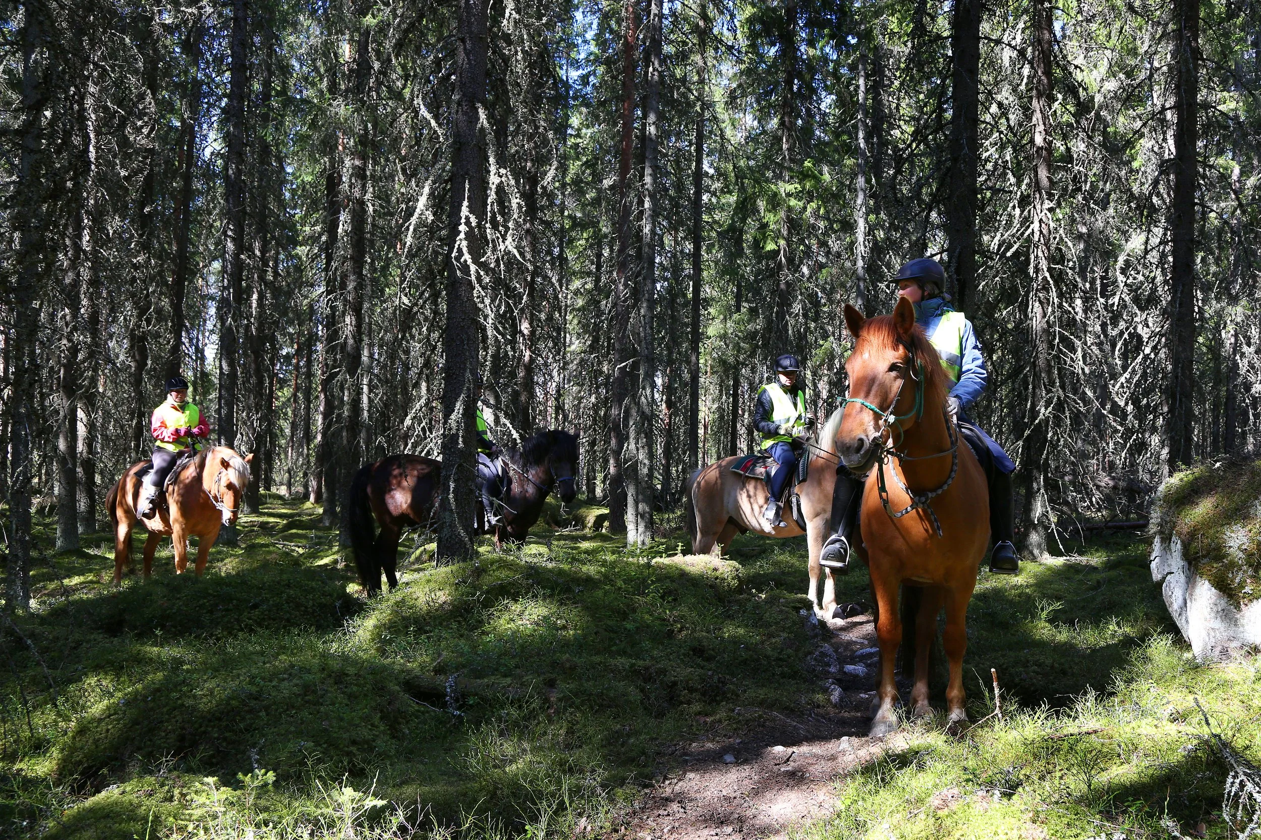 TILAA Pöllömetsän vaellus, 4 tuntia - 3 PAIKKAA
