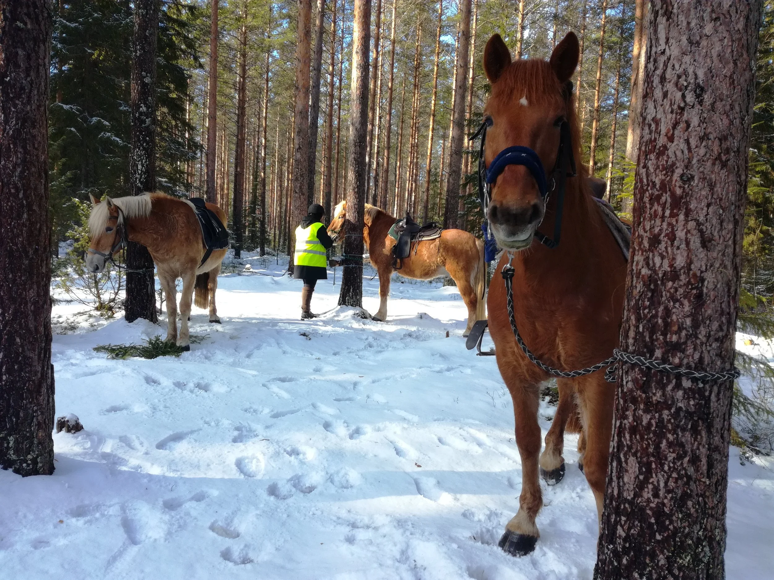 TILAA Waarin laavuretki, 2,5 tuntia -3 PAIKKAA 