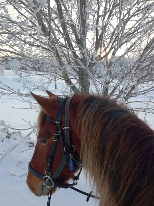 TILAA Satumaan kierros, 1,5 tuntia -3 PAIKKAA 