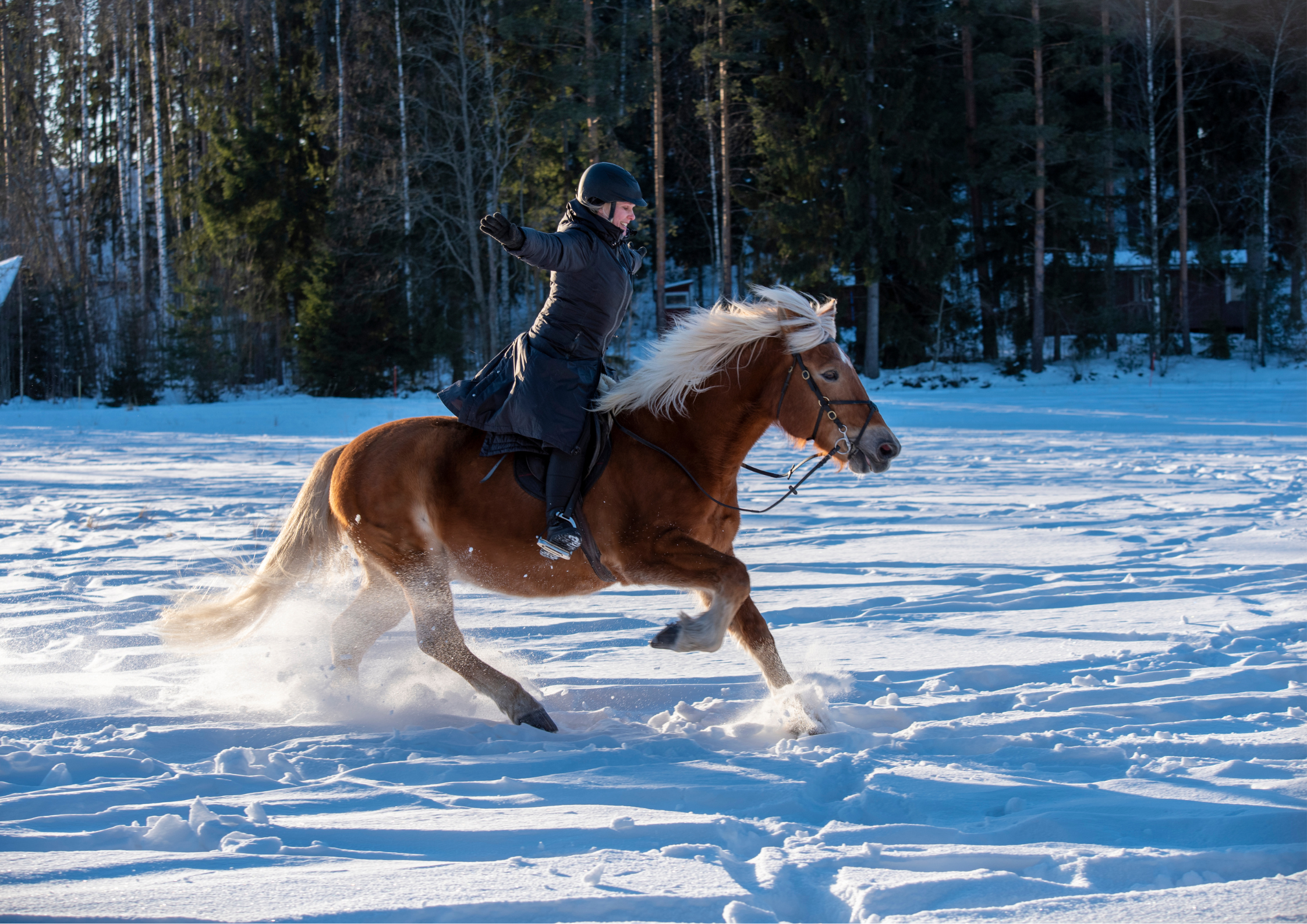 TILAA Pöllömetsän vaellus, 4 tuntia - 3 PAIKKAA 