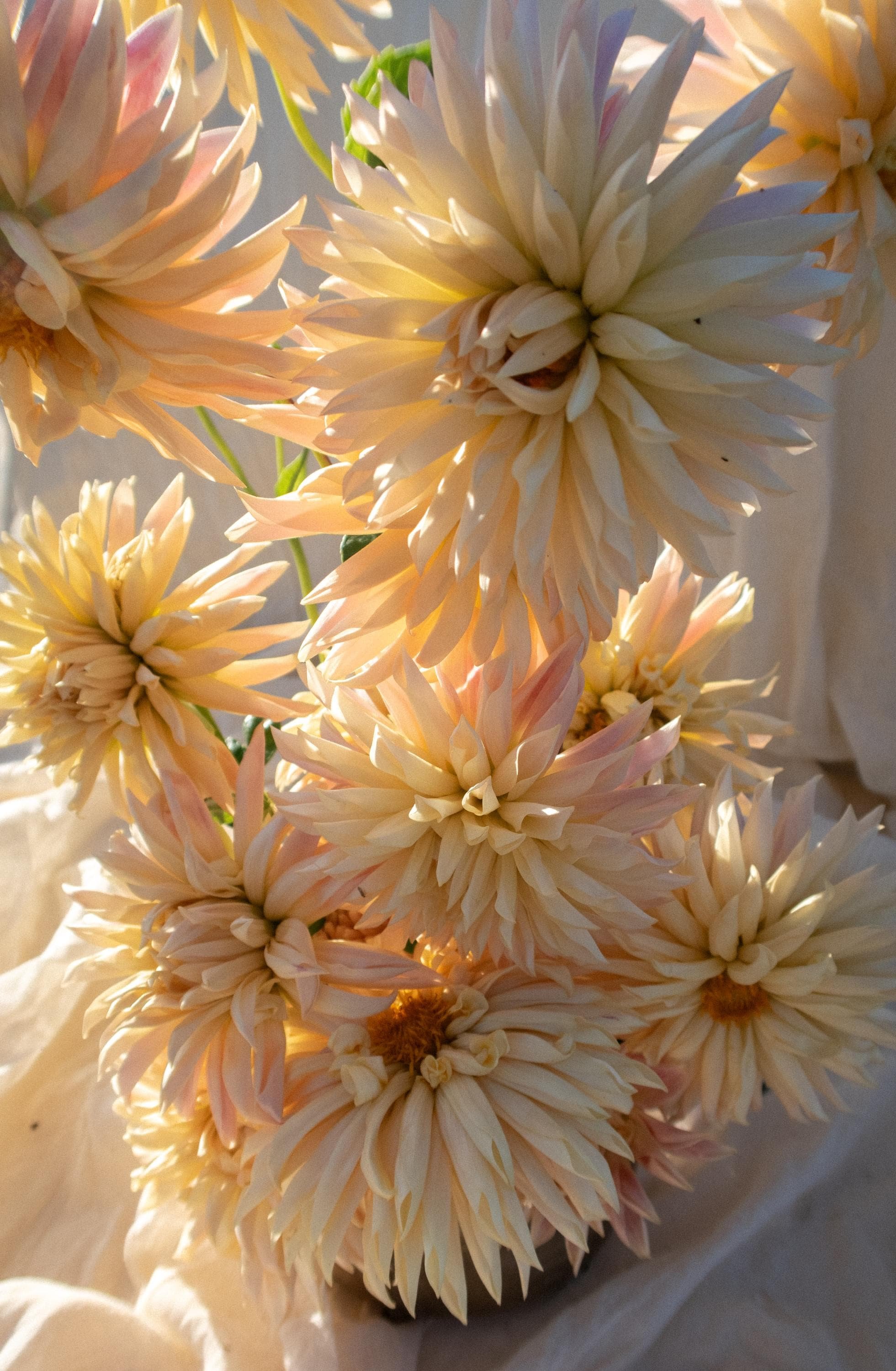 https://i.etsystatic.com/39383007/r/il/2015bd/6766674510/il_fullxfull.6766674510_ngh8.jpg