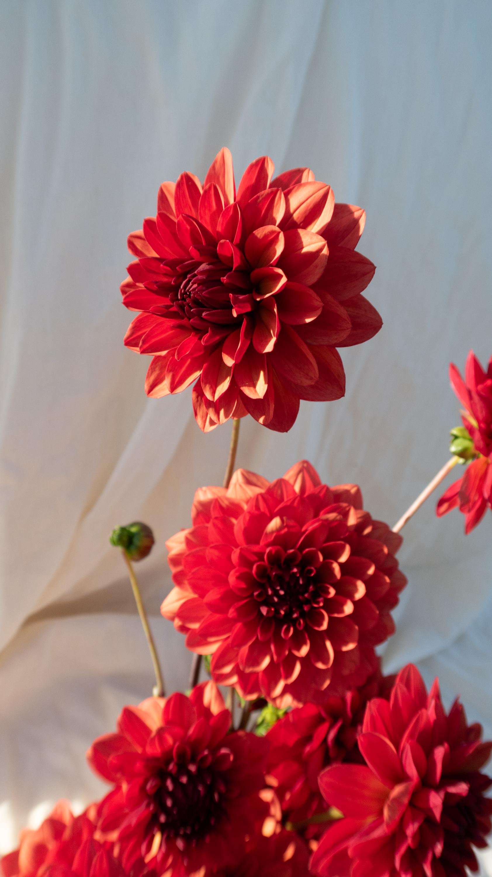 https://i.etsystatic.com/39383007/r/il/ced426/6814700417/il_fullxfull.6814700417_ti4z.jpg