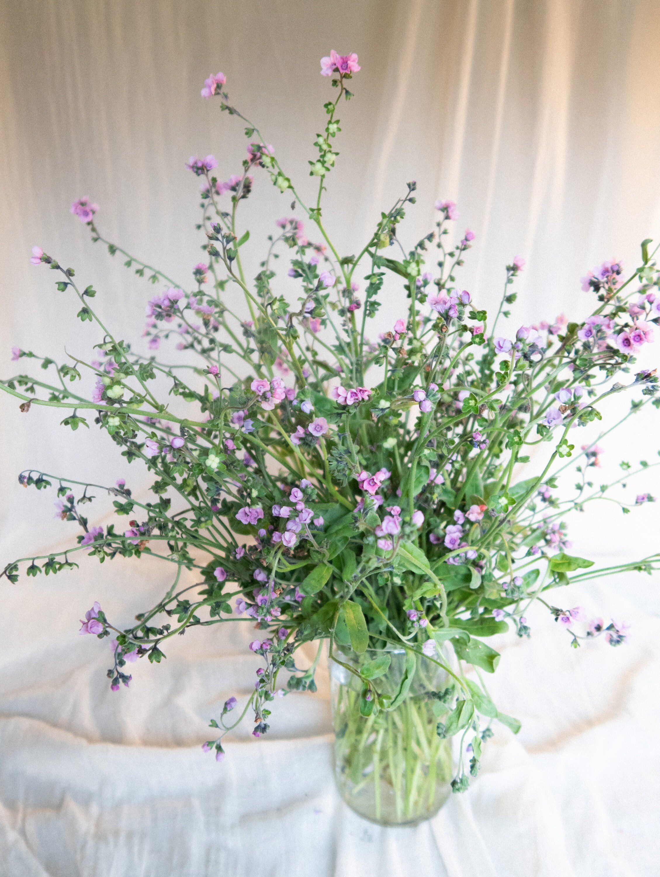 https://i.etsystatic.com/39383007/r/il/46be52/5833896541/il_fullxfull.5833896541_hyi8.jpg