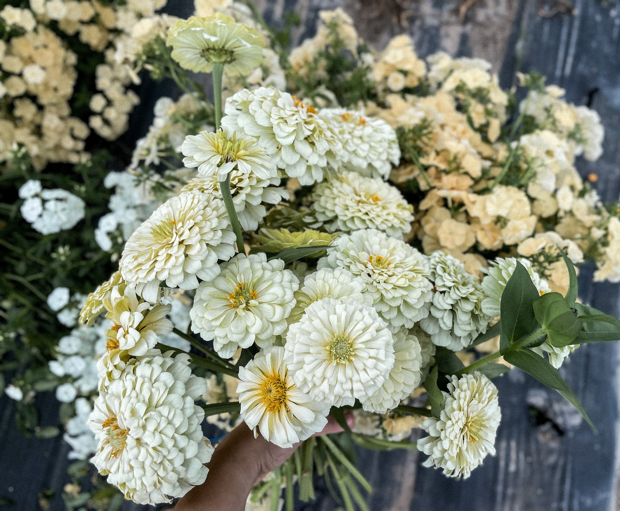 https://i.etsystatic.com/39383007/r/il/7b1133/5833563935/il_fullxfull.5833563935_okbf.jpg
