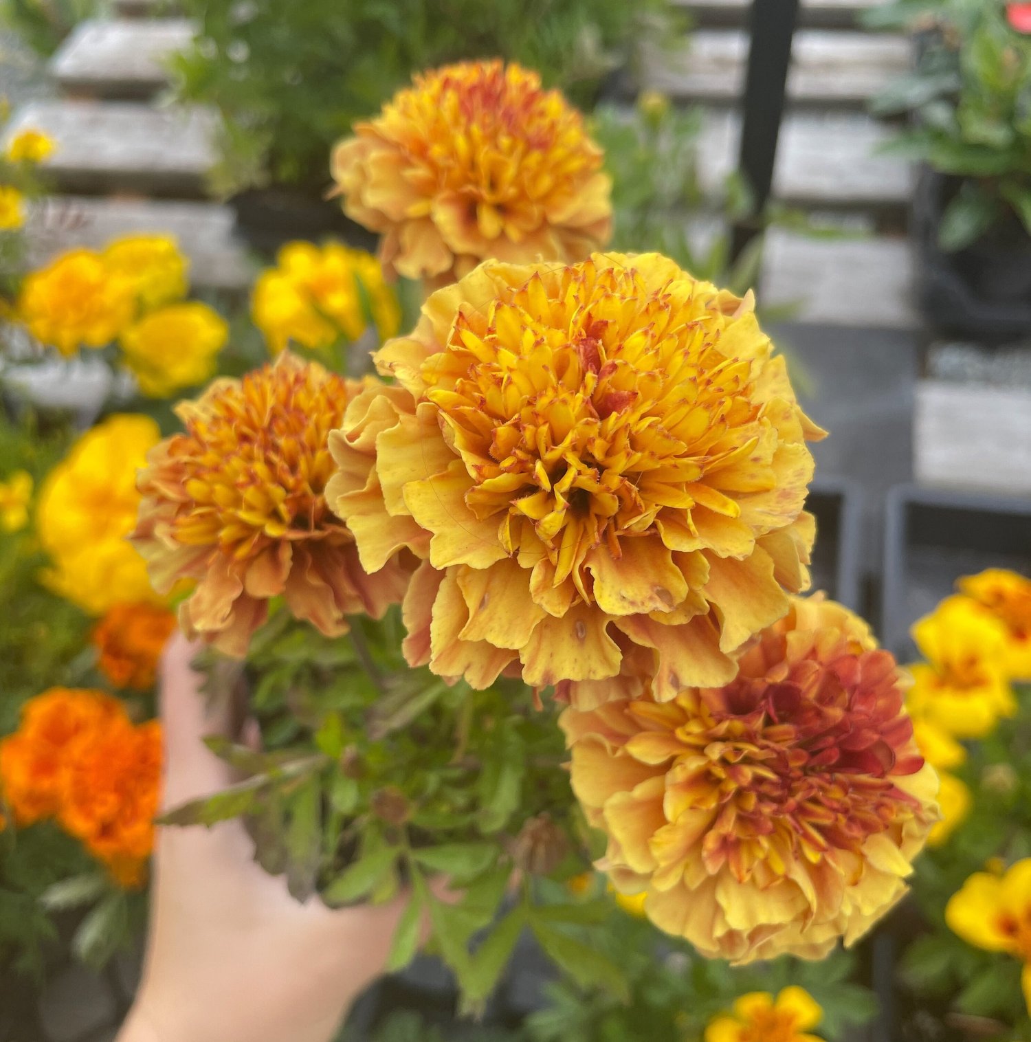 MARIGOLD Strawberry Blonde 35 Flower Seeds  Bad Birdie Blooms