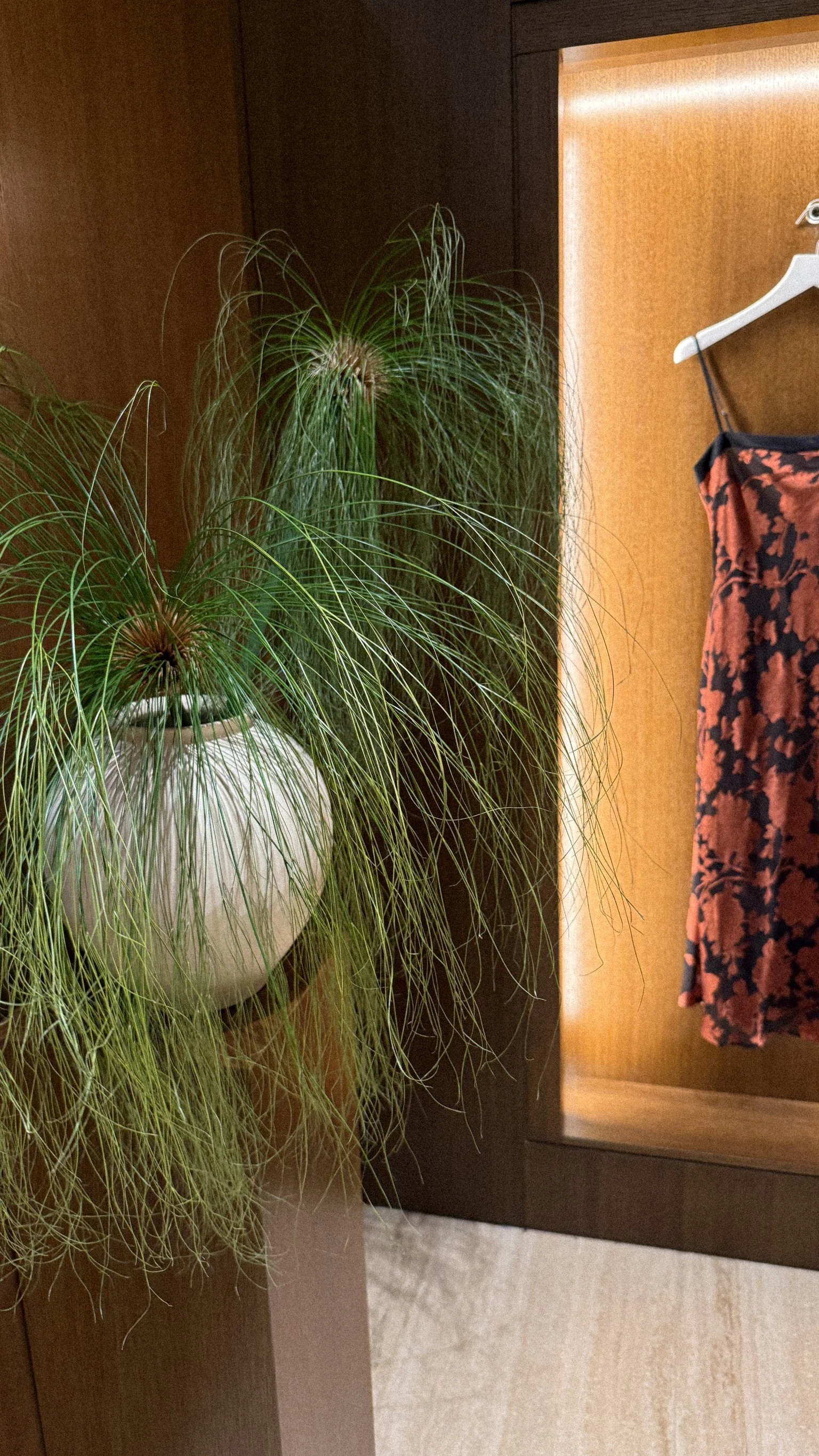 A potted plant with long, thin, green leaves next to a wooden closet with a hanging dress.