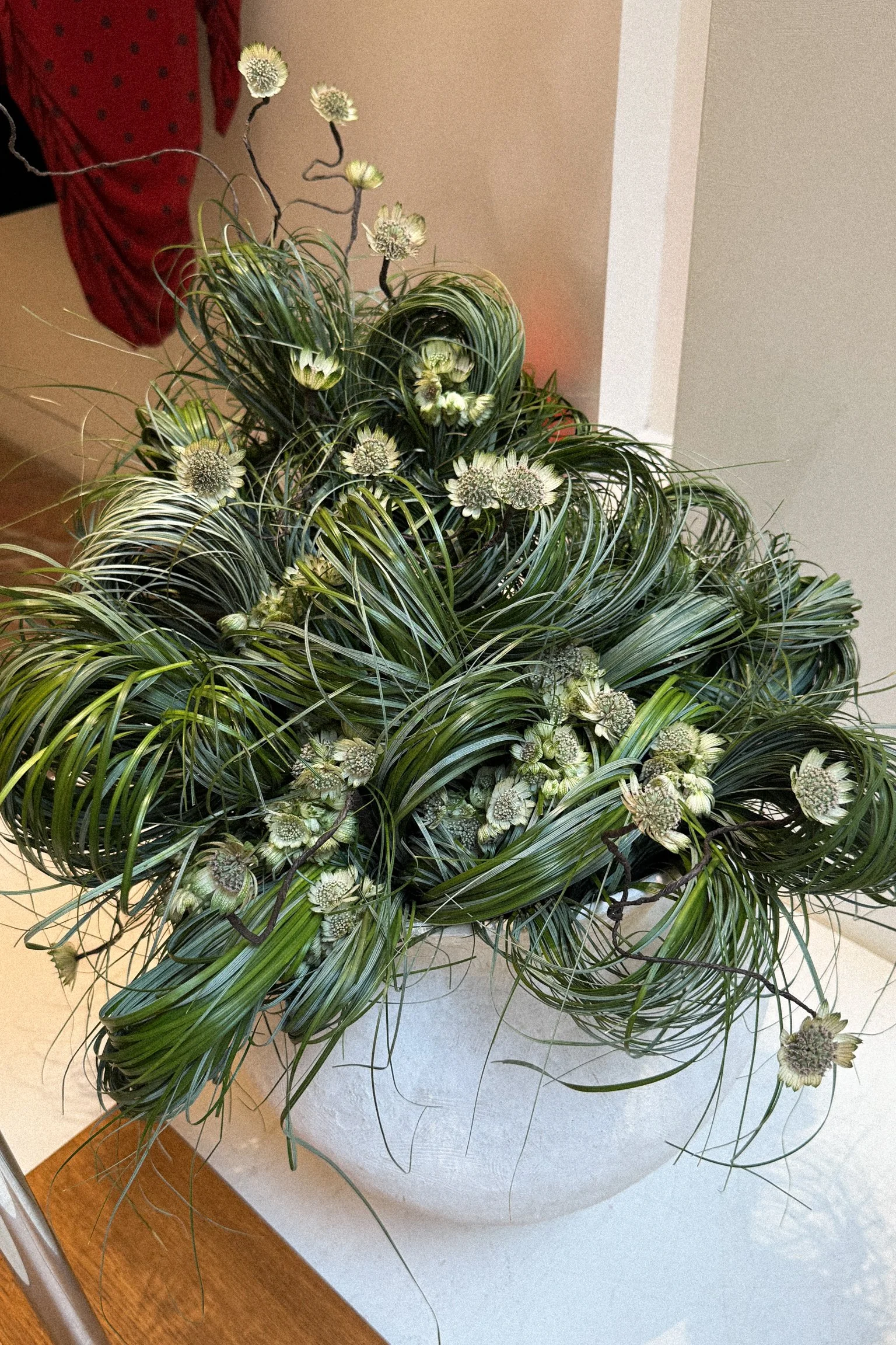 A potted plant with long, green, striped leaves and white, round, spiky flowers.