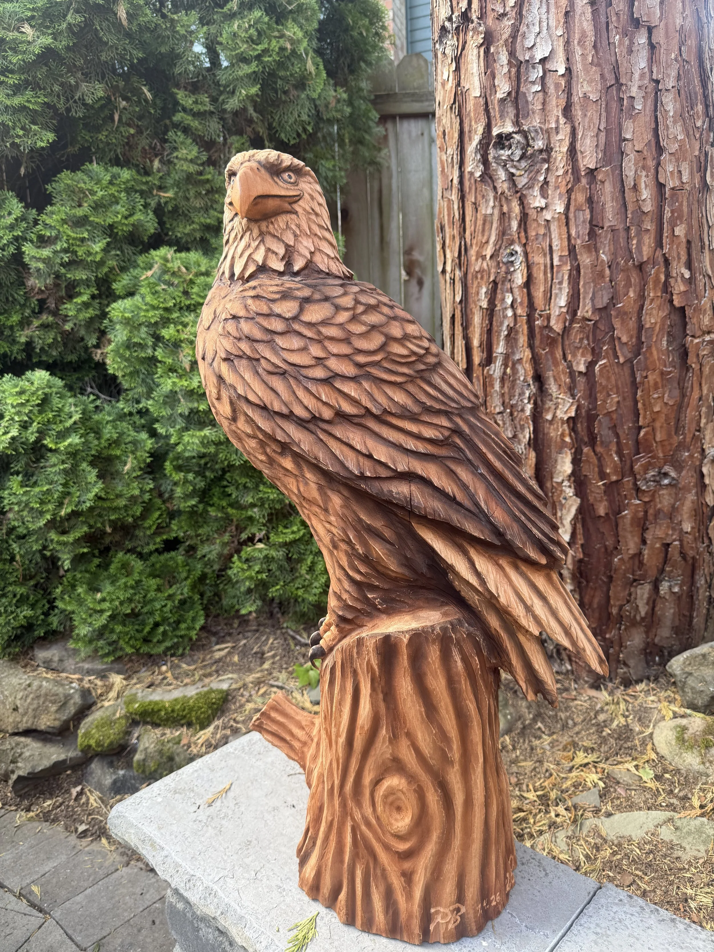 Birds of prey and more birds.