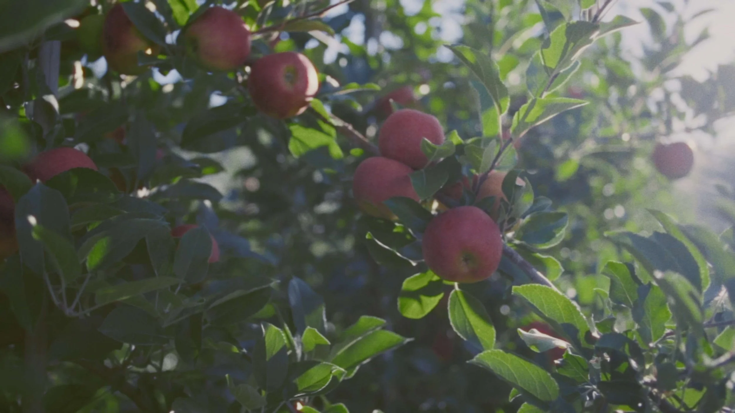 Ripe apples hanging on a tree branch among green leaves in sunlight.
