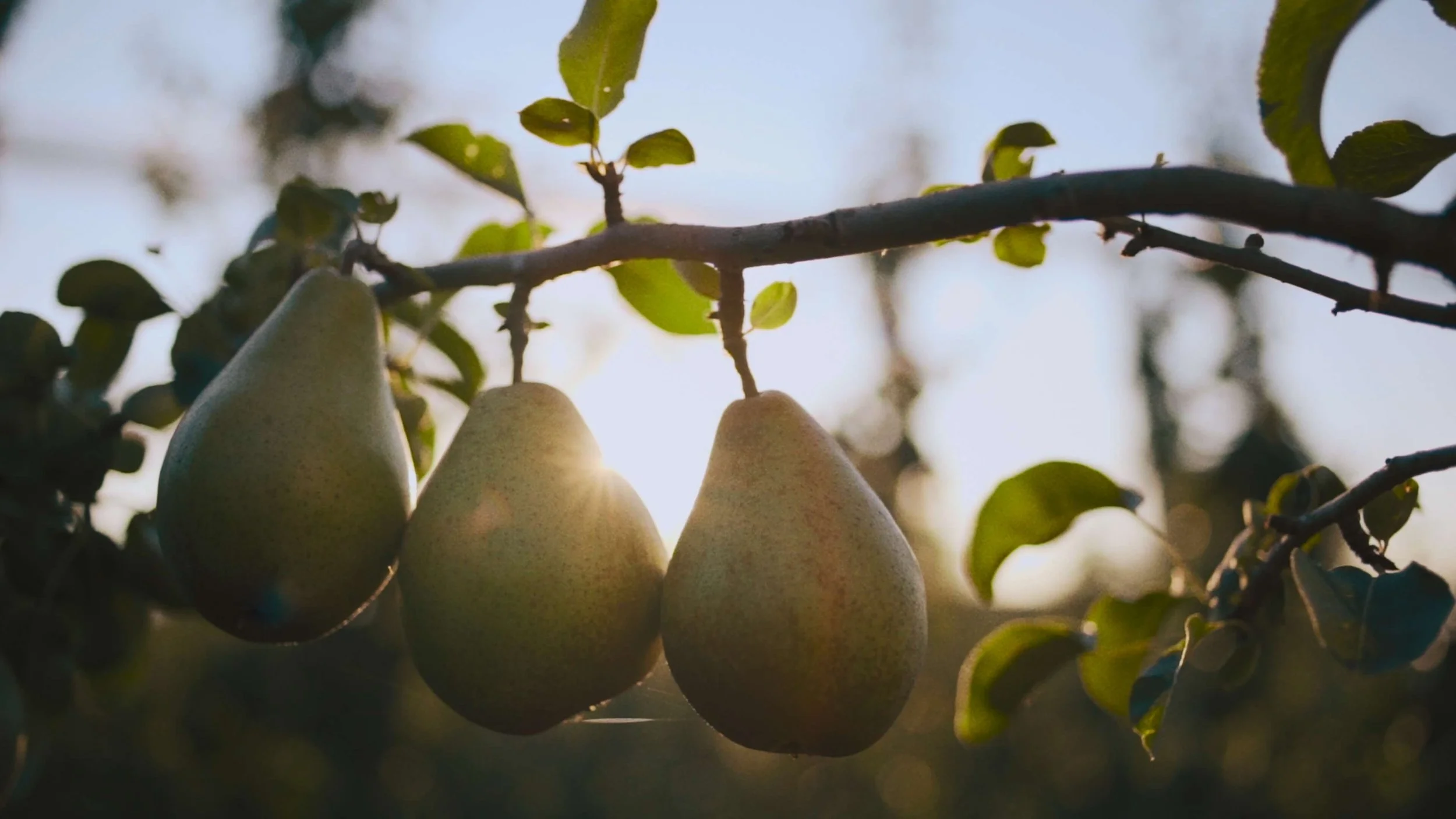 Three pears hanging on a branch with sunlight shining through, surrounded by leaves.