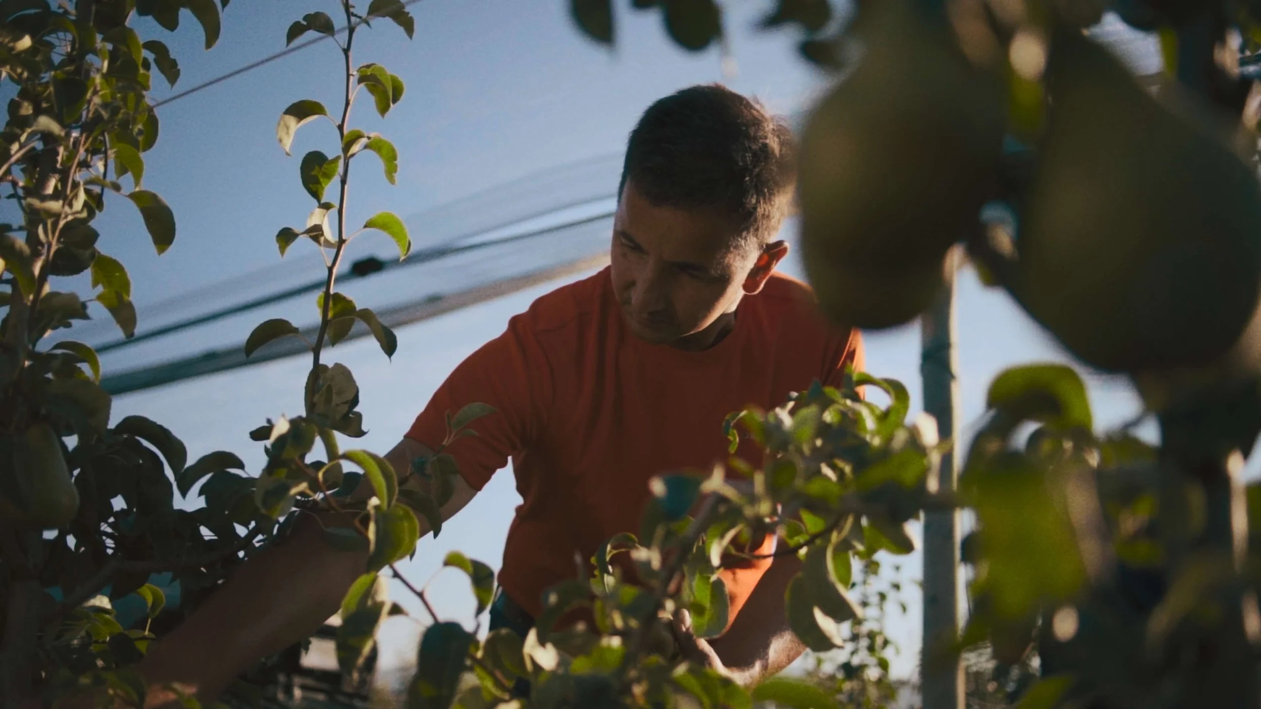 A man in a red shirt tending to pear trees in an orchard during daytime