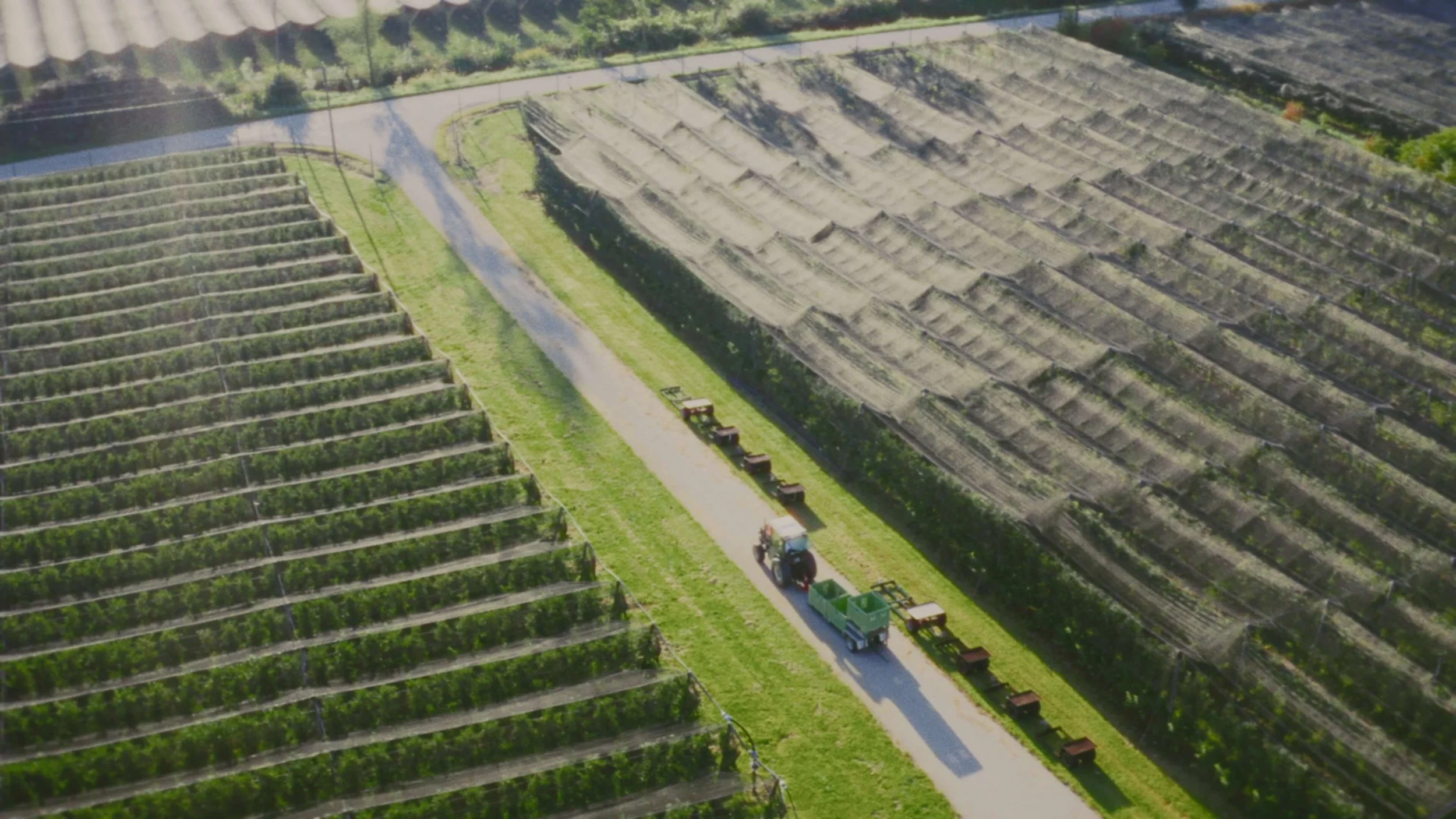 Aerial view of farm fields with vineyards on the left and a farm road with a tractor and trailers on the right.