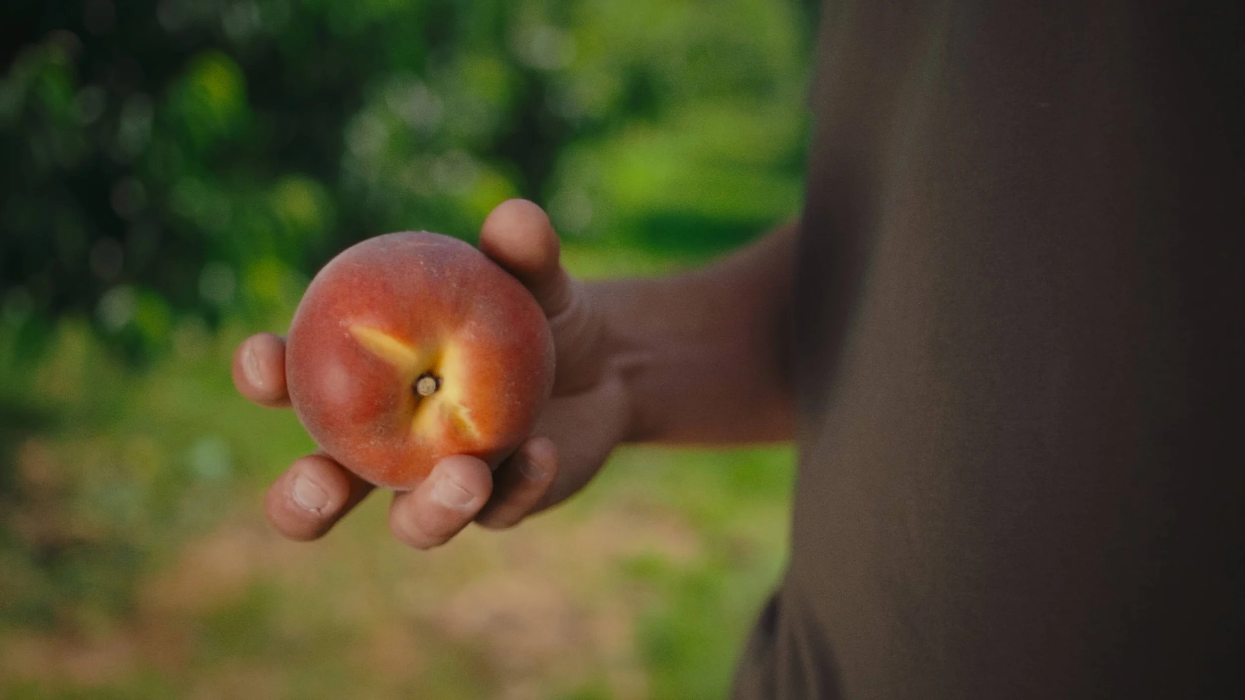Person holding a ripe peach with a blurred green orchard background.