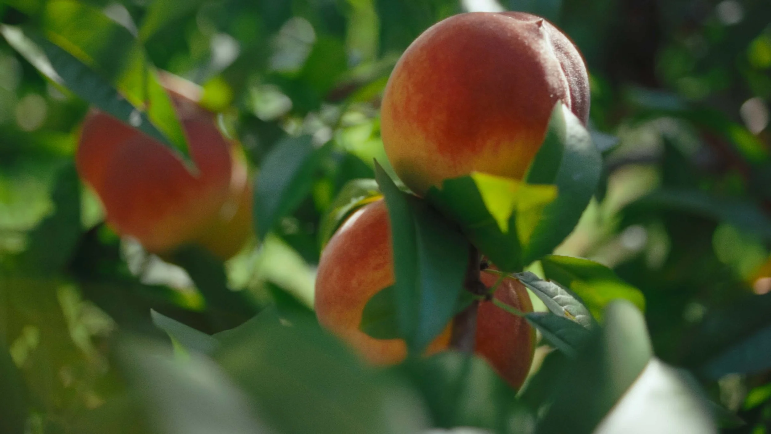 Peaches growing on a tree with green leaves.