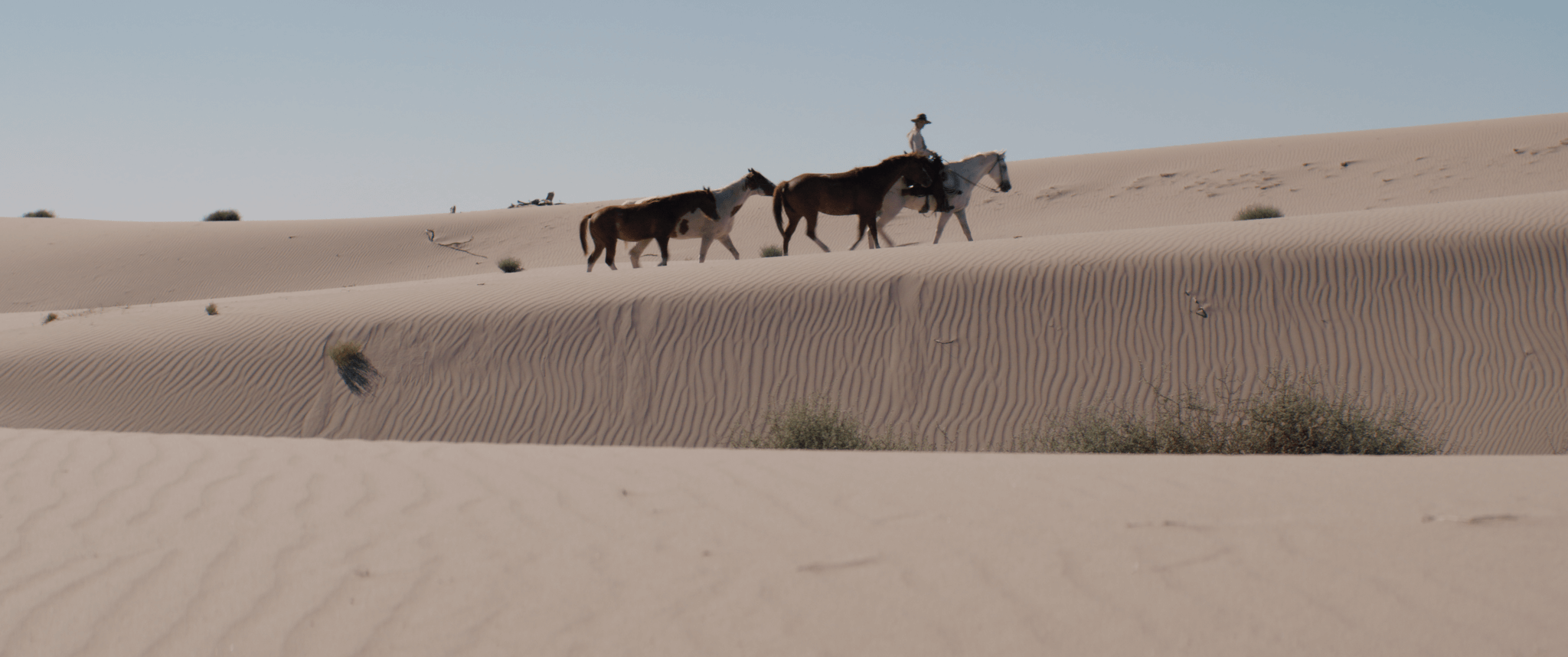 ws_rg_mule_06.png
