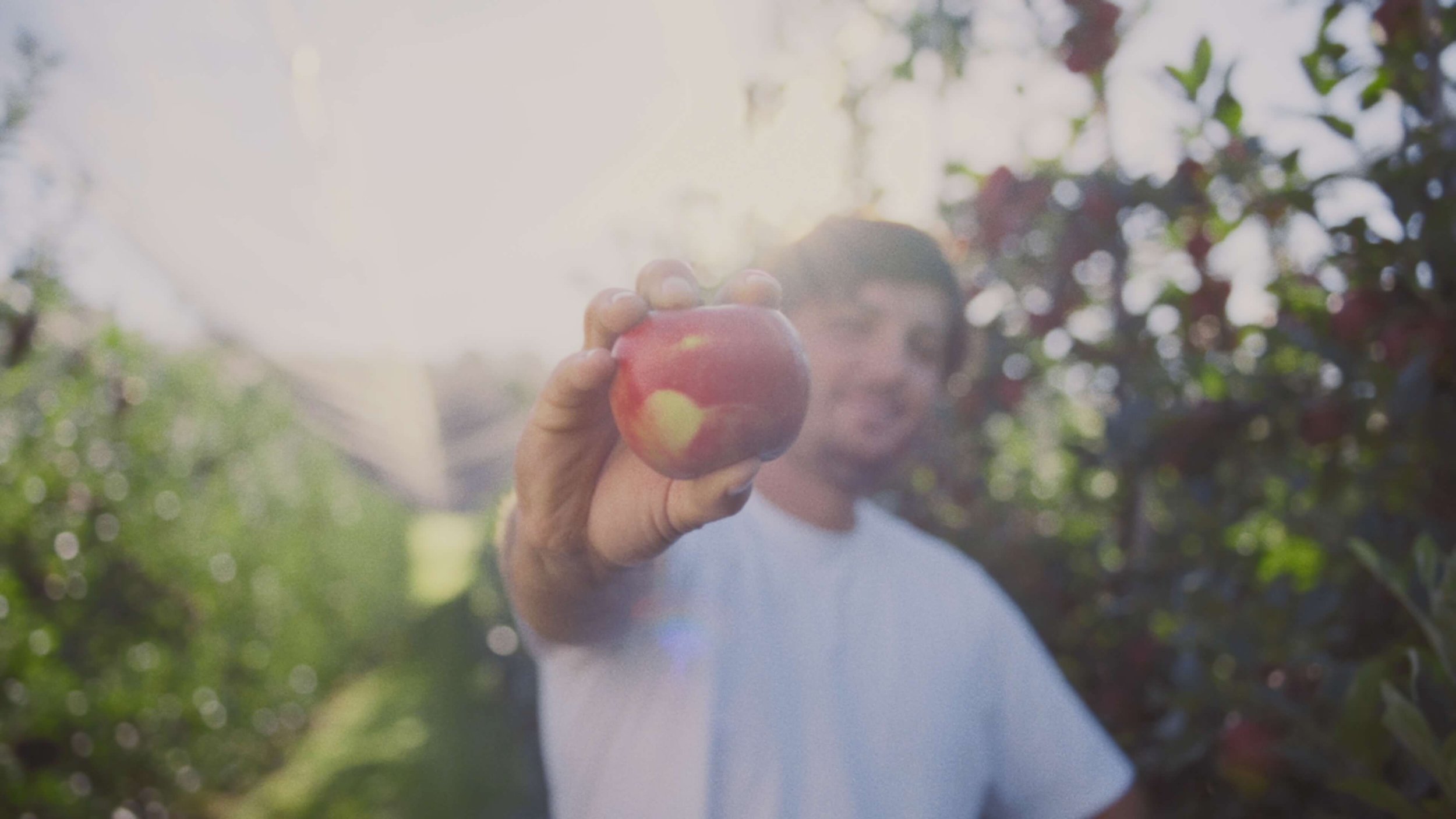 Person holding a red apple in an orchard with sunlight shining through the trees.