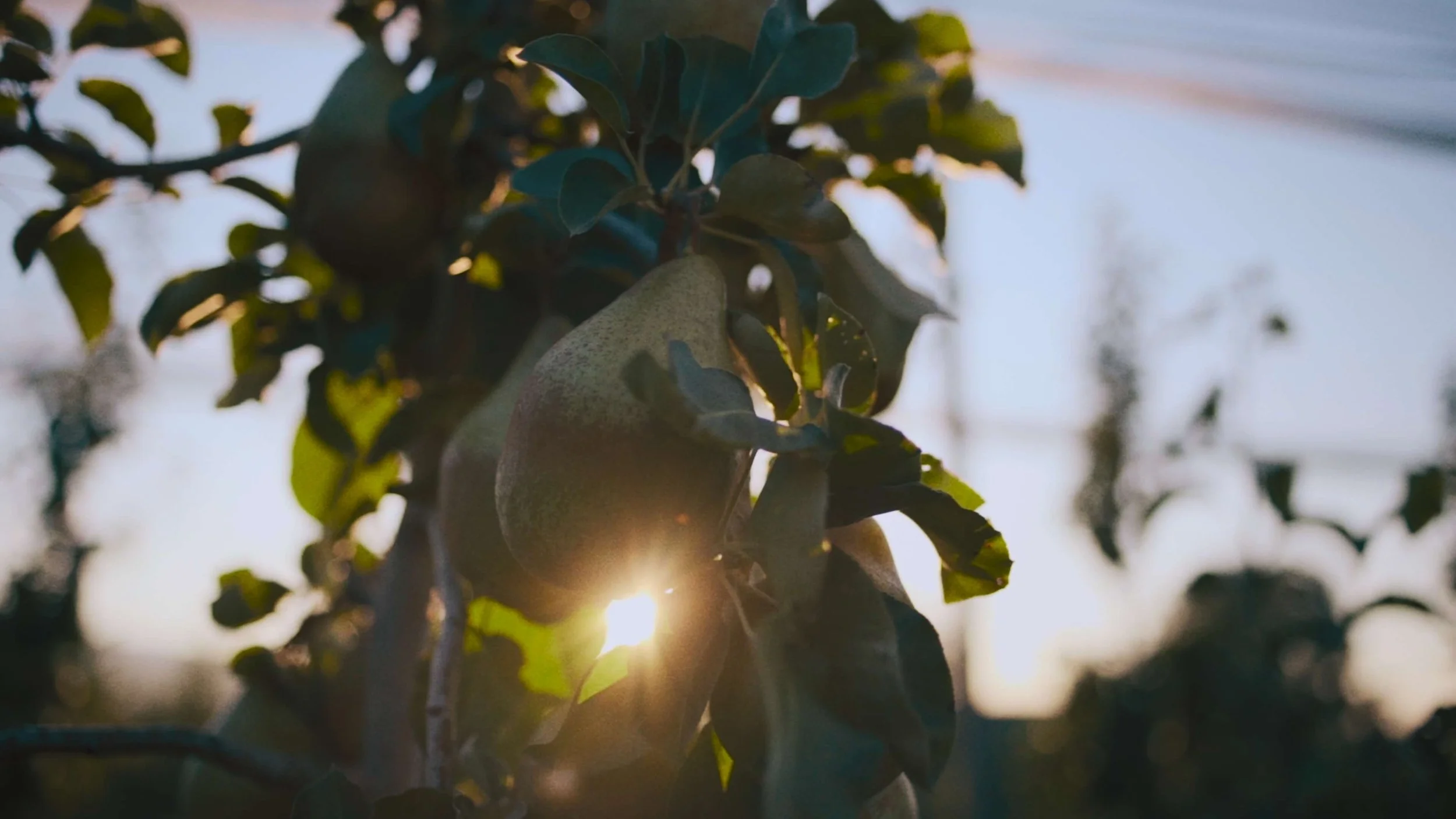Close-up of leaves on a tree with the sun shining through in the background during sunset.