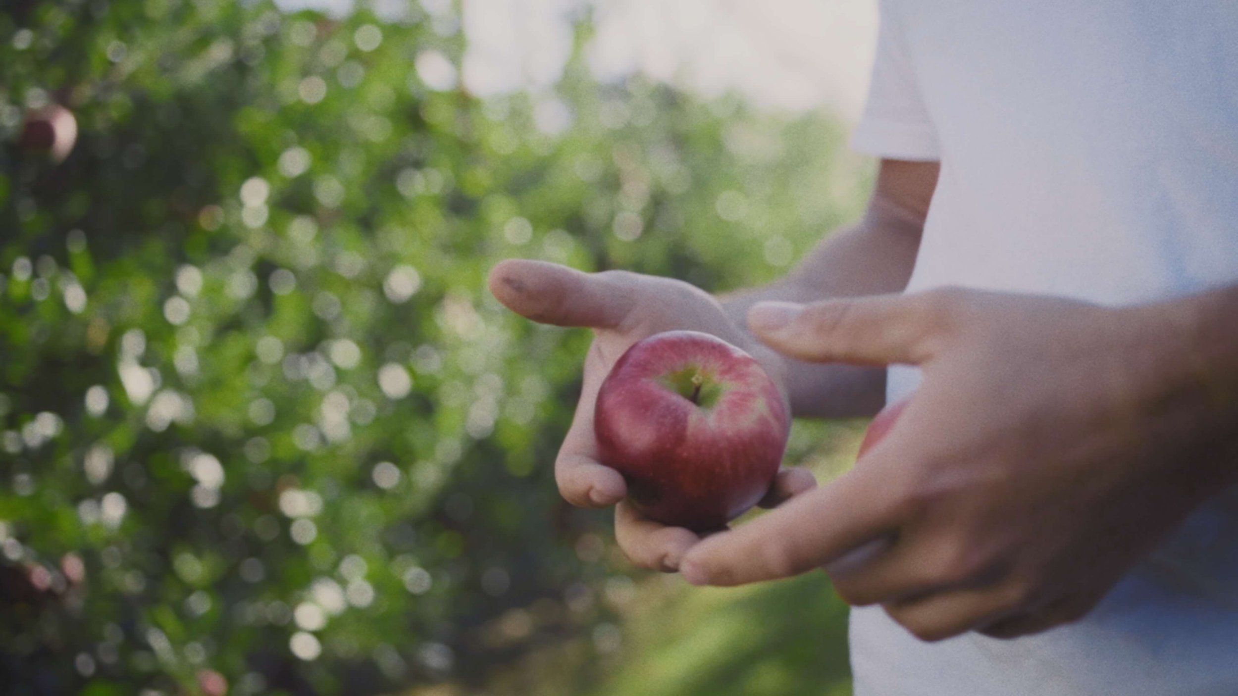 Person holding a red apple in an orchard with green leaves in the background.