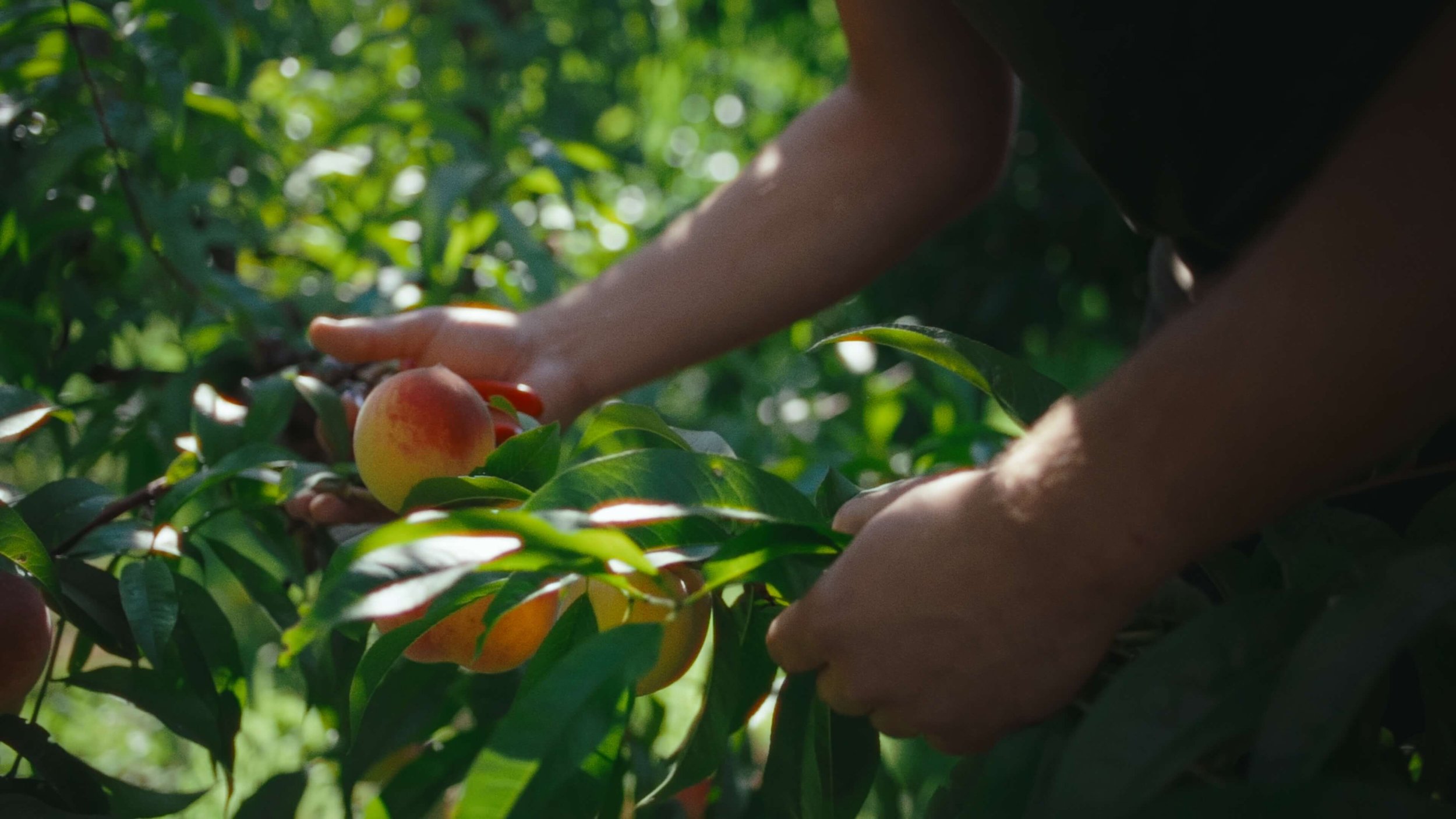 A person harvesting peaches from a tree in an orchard during daylight.