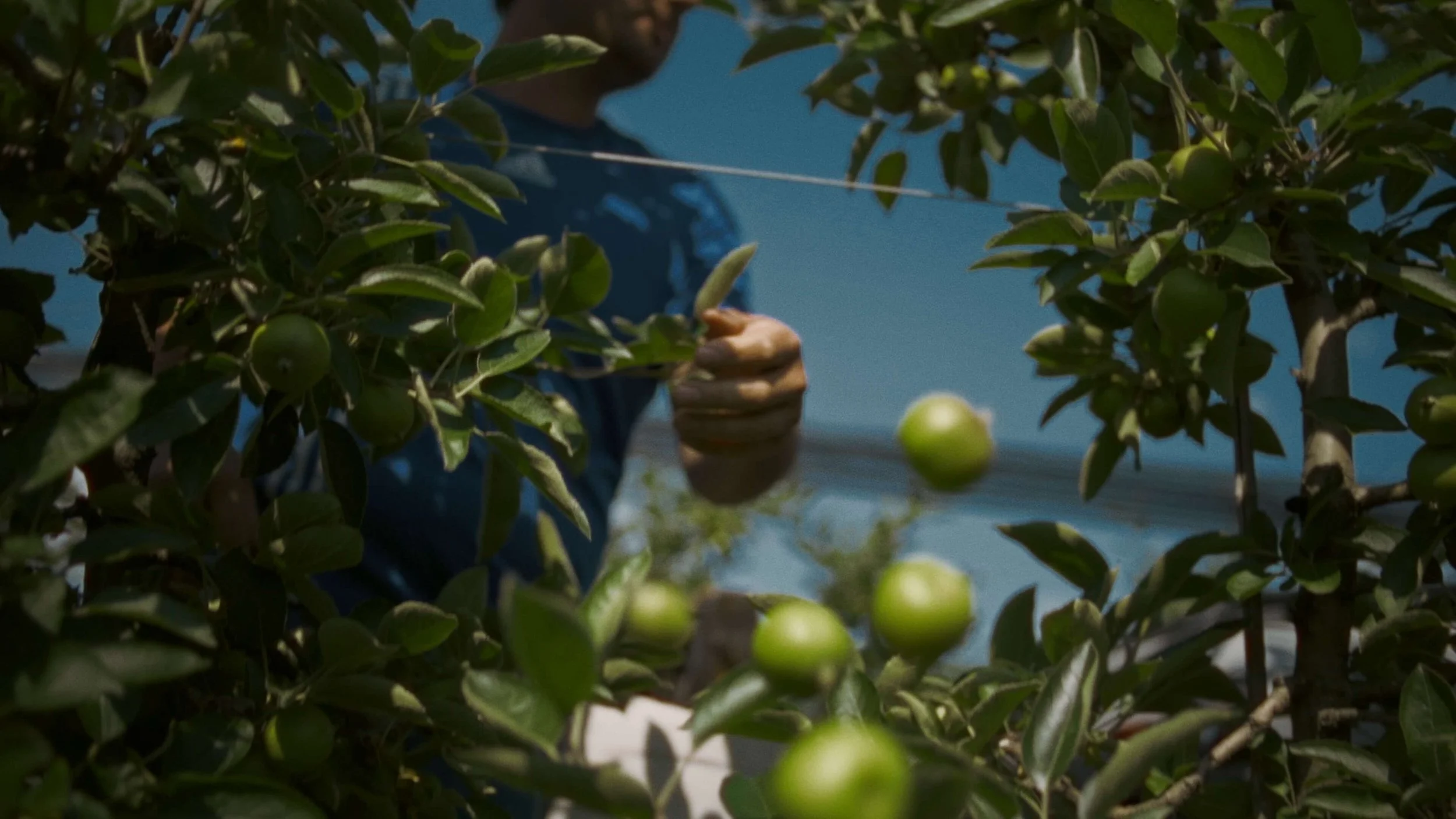 A person harvesting green fruit from a tree, with focus on the fruit and tree leaves.