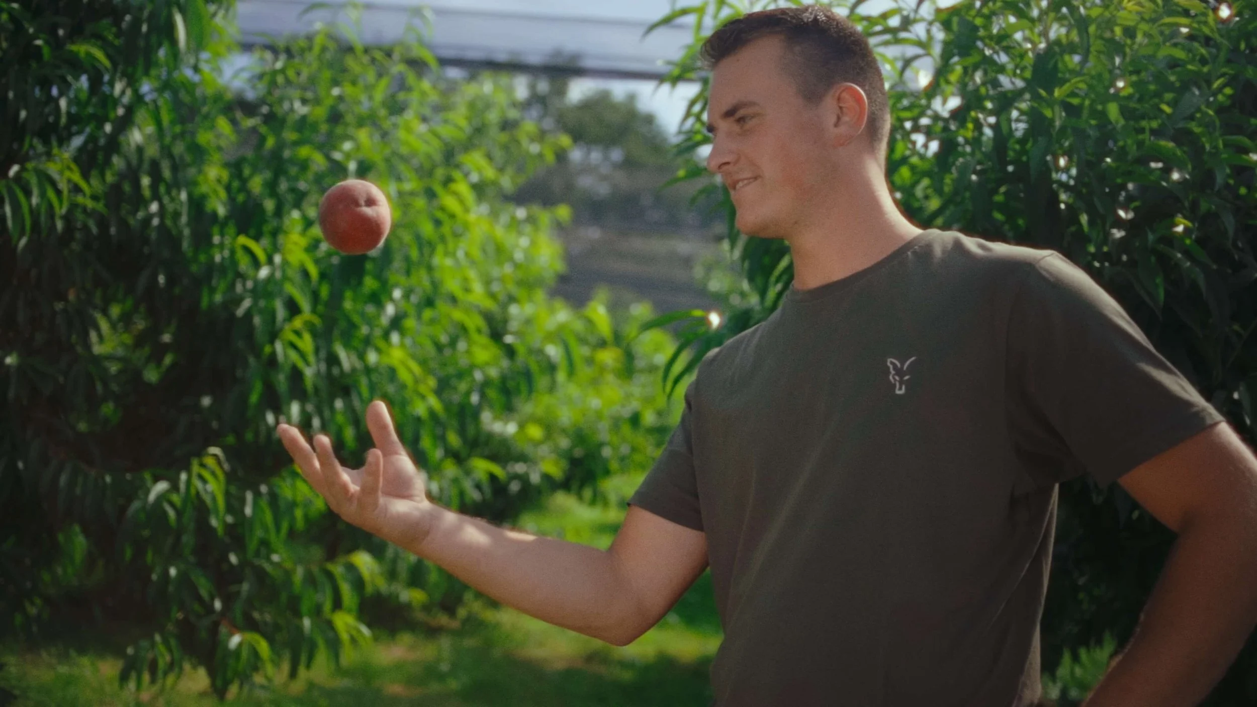 A young man in a gray t-shirt is outdoors in a green orchard, tossing a red apple in the air and smiling.