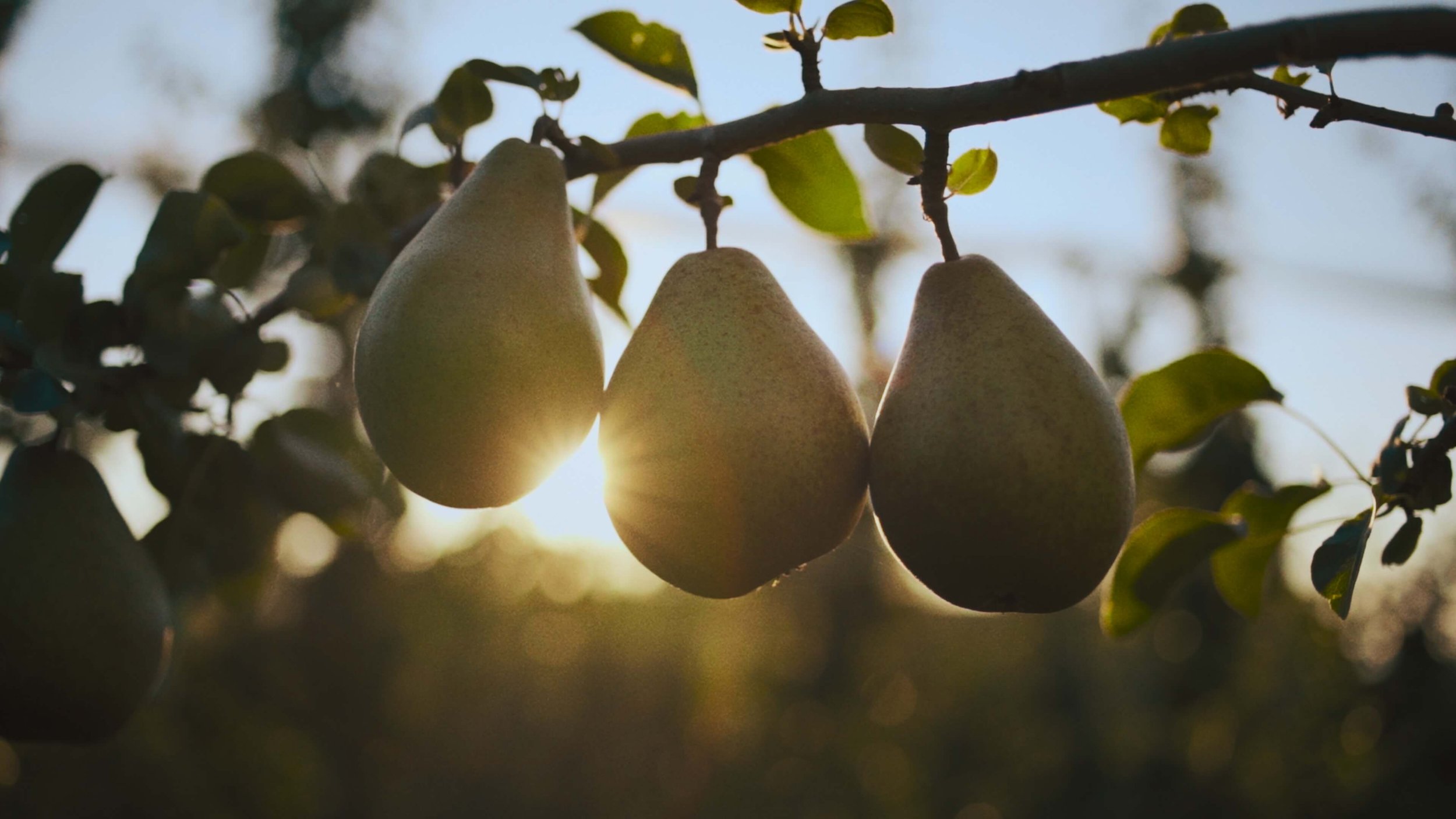 Three pears hanging on a tree branch with sunlight in the background.