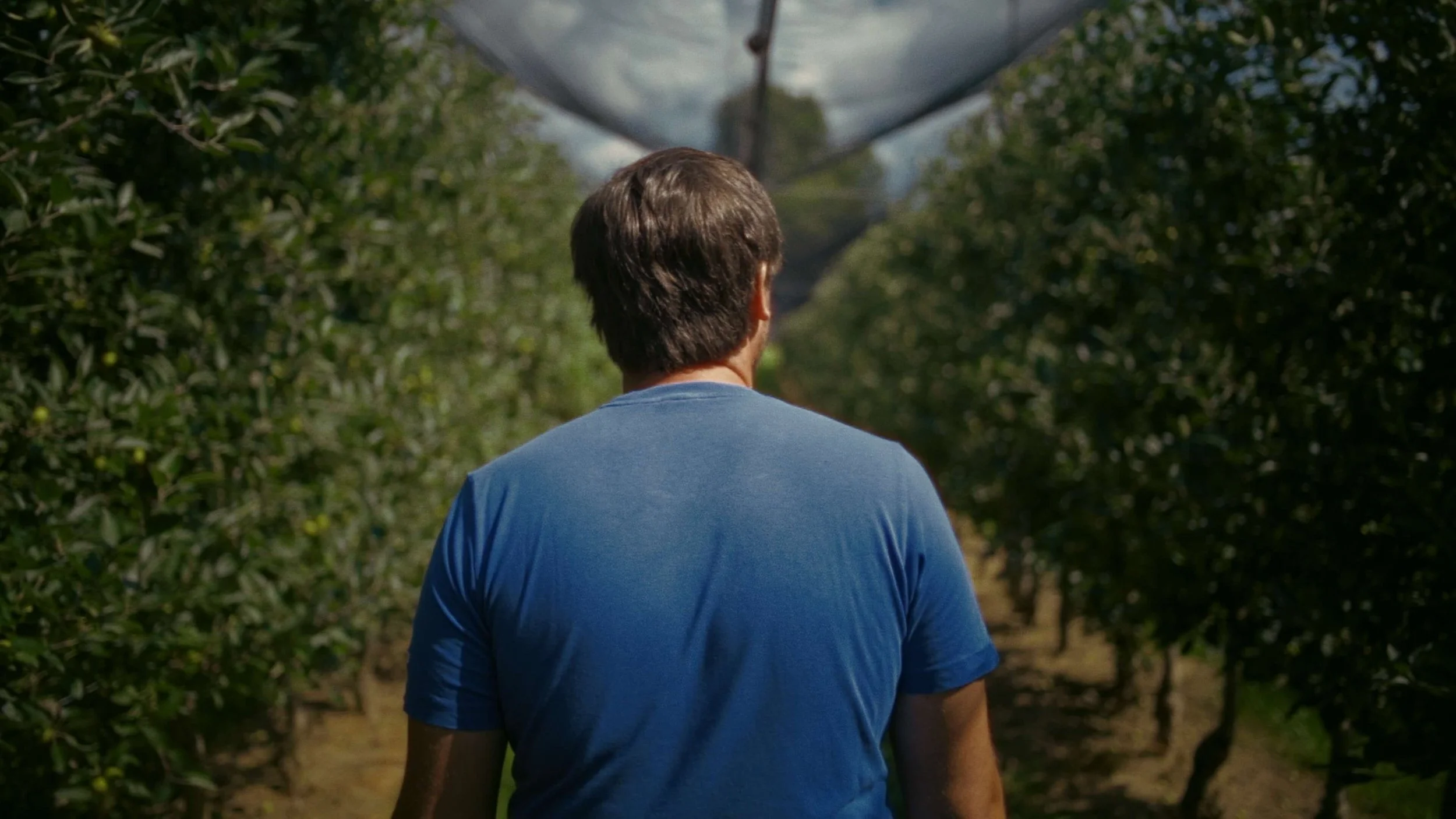 A man in a blue t-shirt walking through an orchard of green trees, viewed from behind.