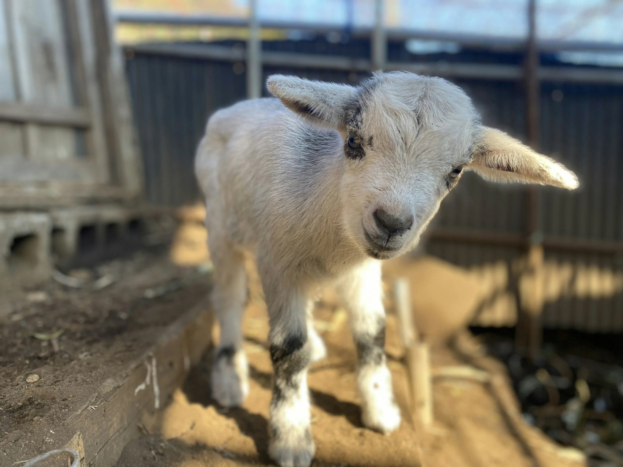 [ Goals Goats Ghosts ]