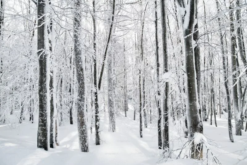[ Snowdays ]