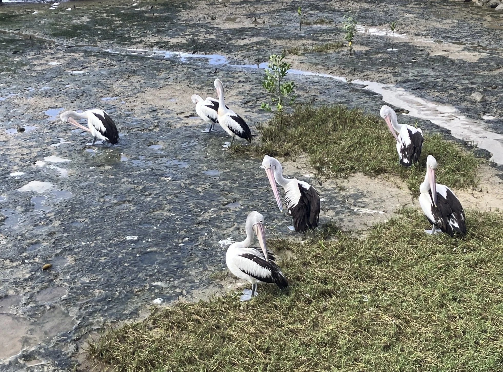 [ Dead Pelicans ]