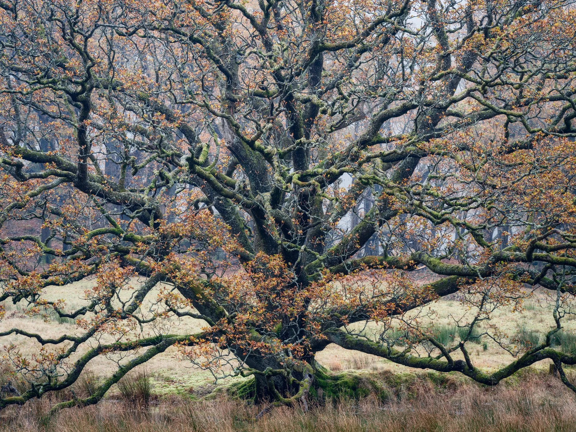 2025_11_schottland_DSF1075master-Kopie.jpg