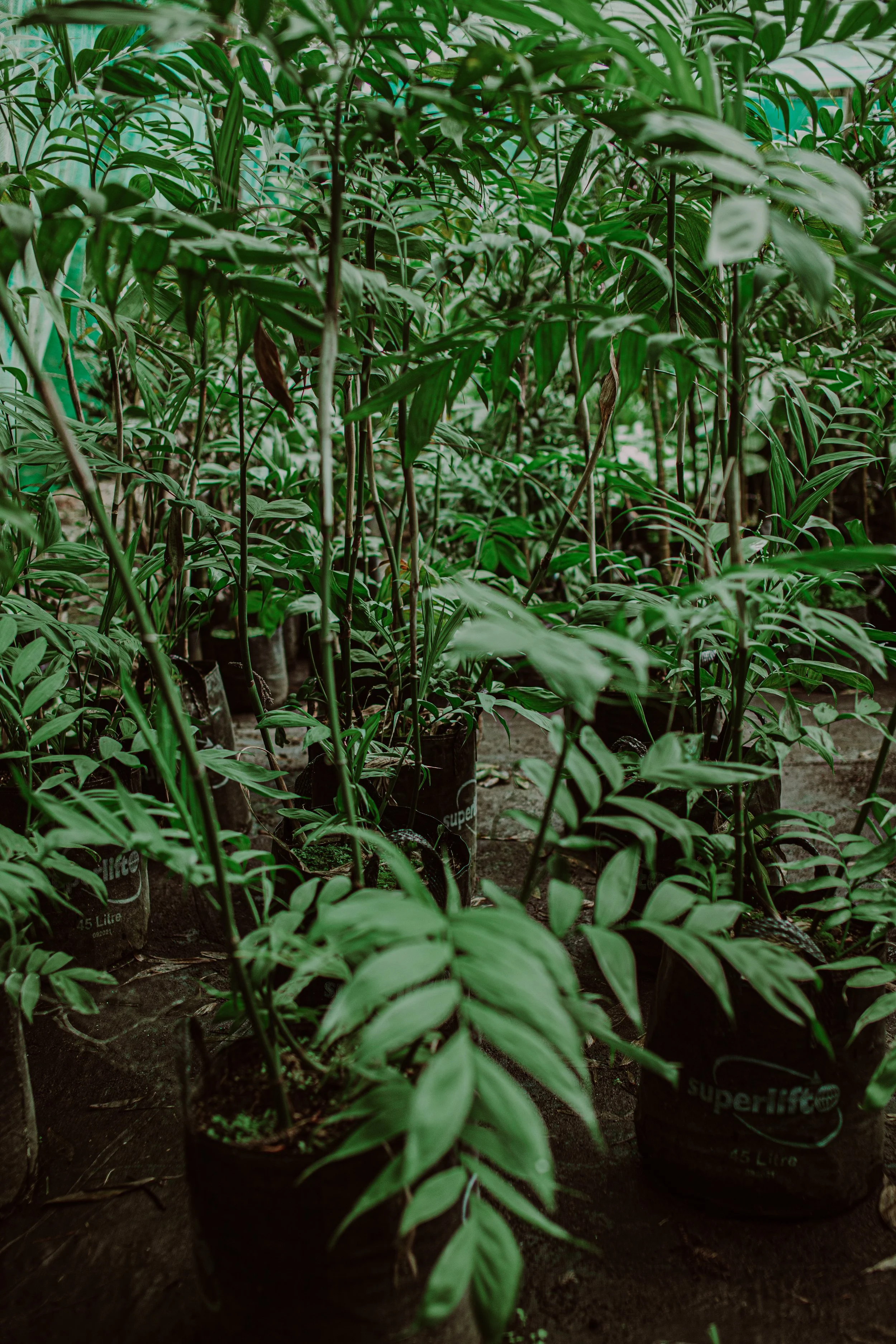 Bamboo Palm Auckland Palm Centre.jpg