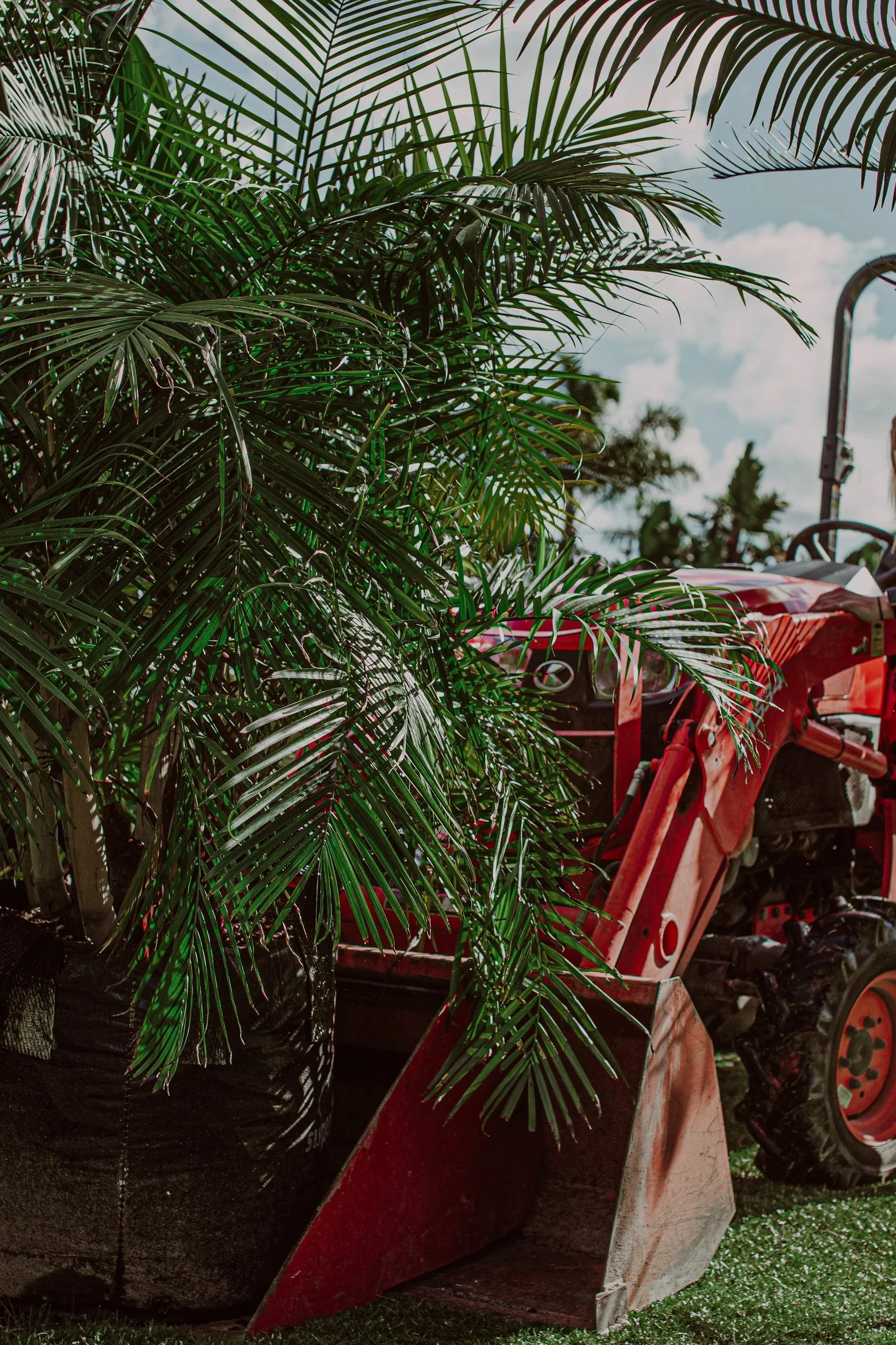 Sugar Cane Palm Auckland Palm Centre.jpg