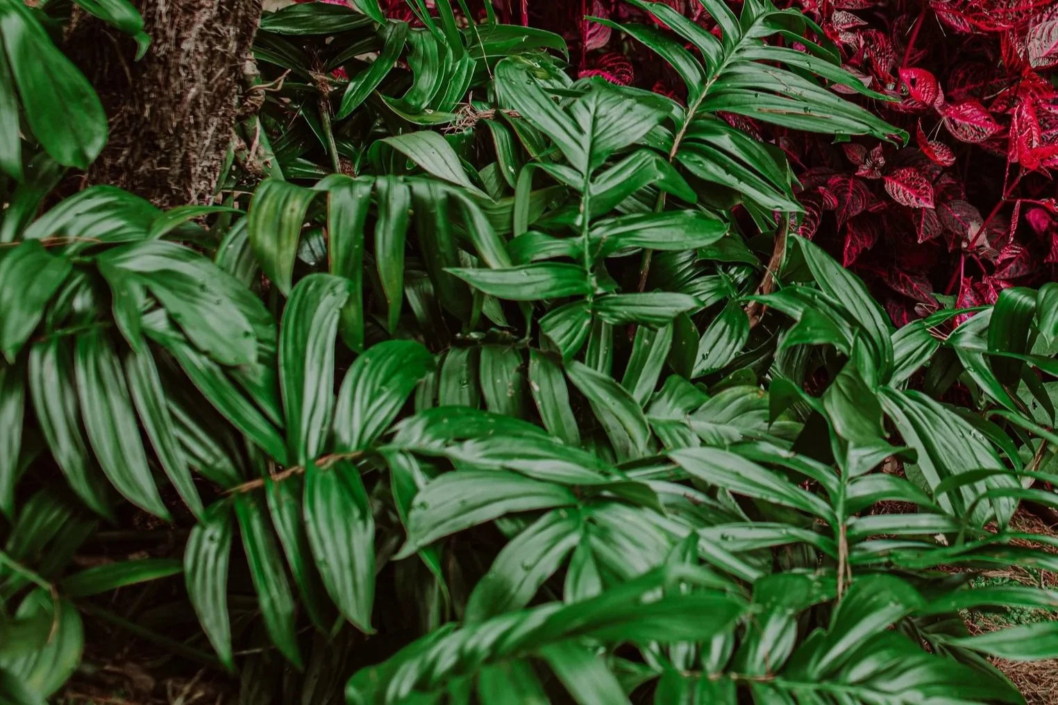 Rhaphidophora decursiva