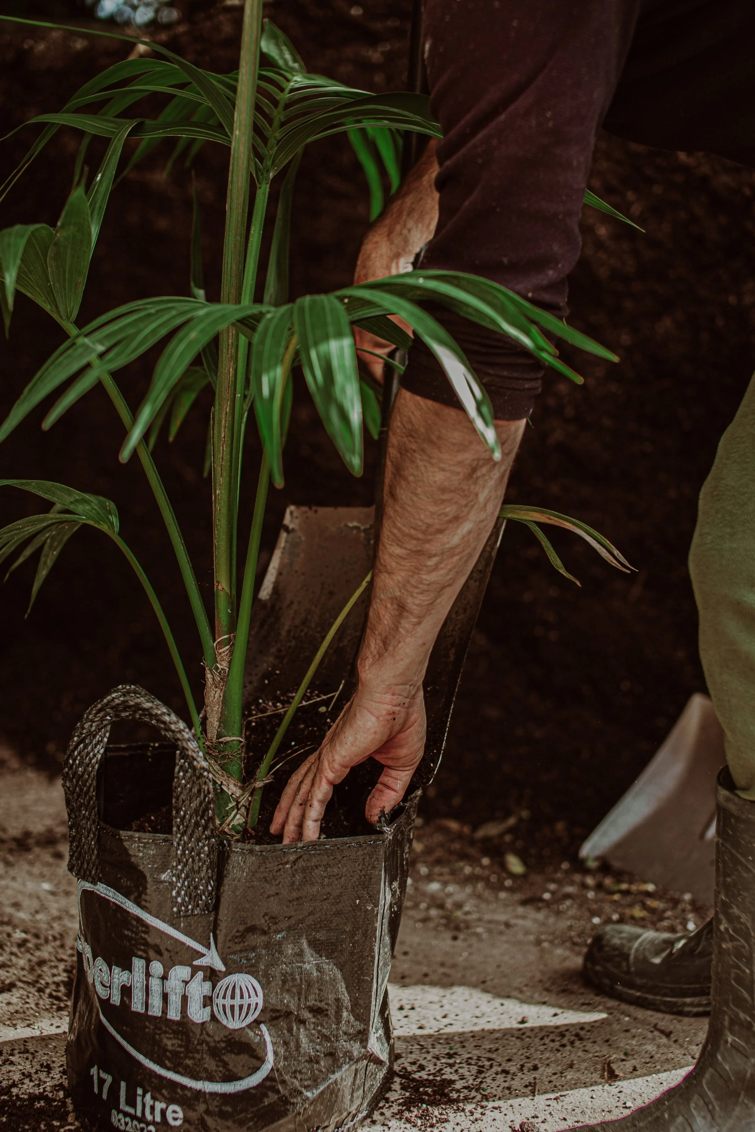 Kentia Palm Auckland Palm Centre.jpg