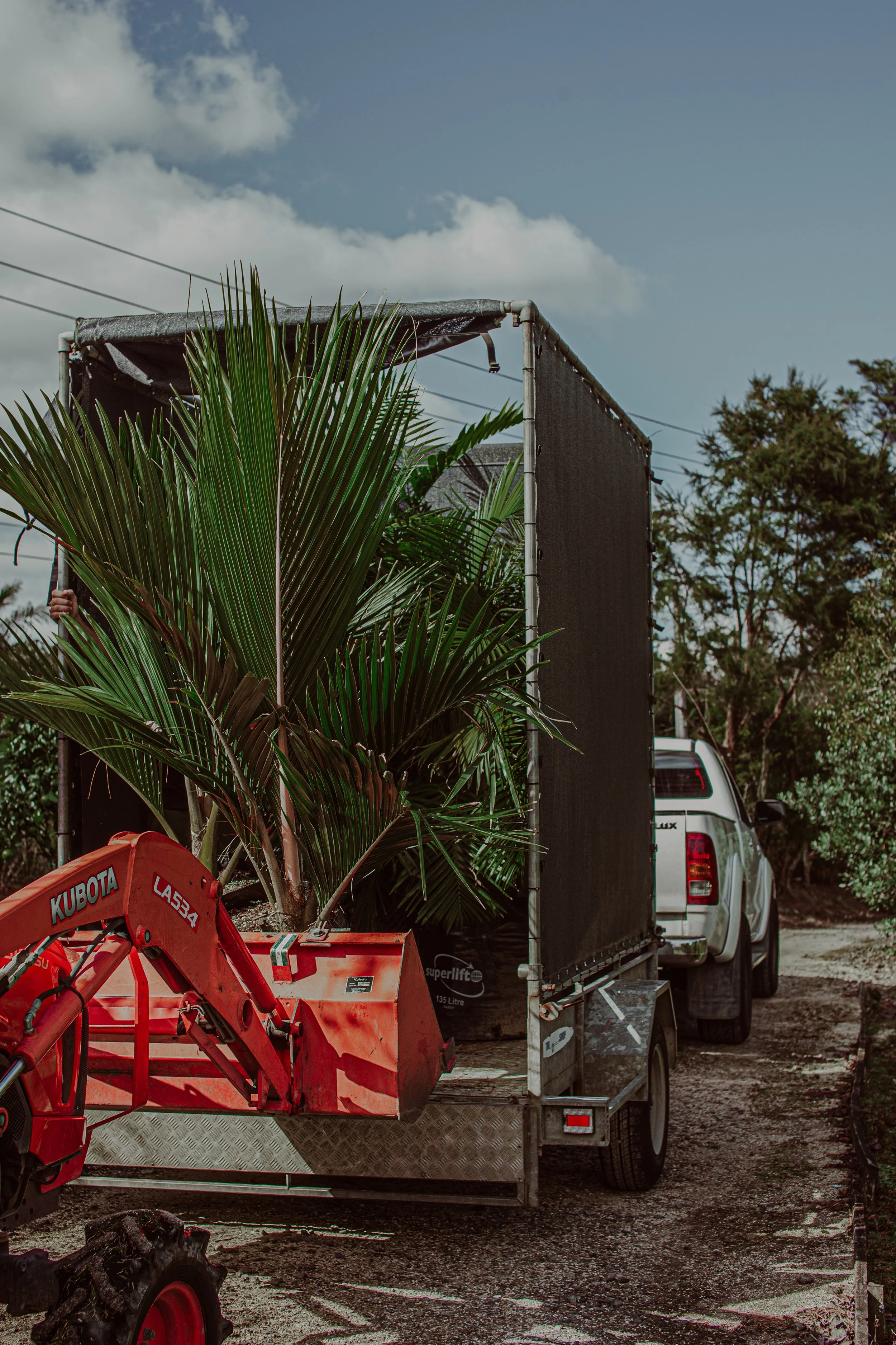 Plant Delivery Service Auckland Palm Centre