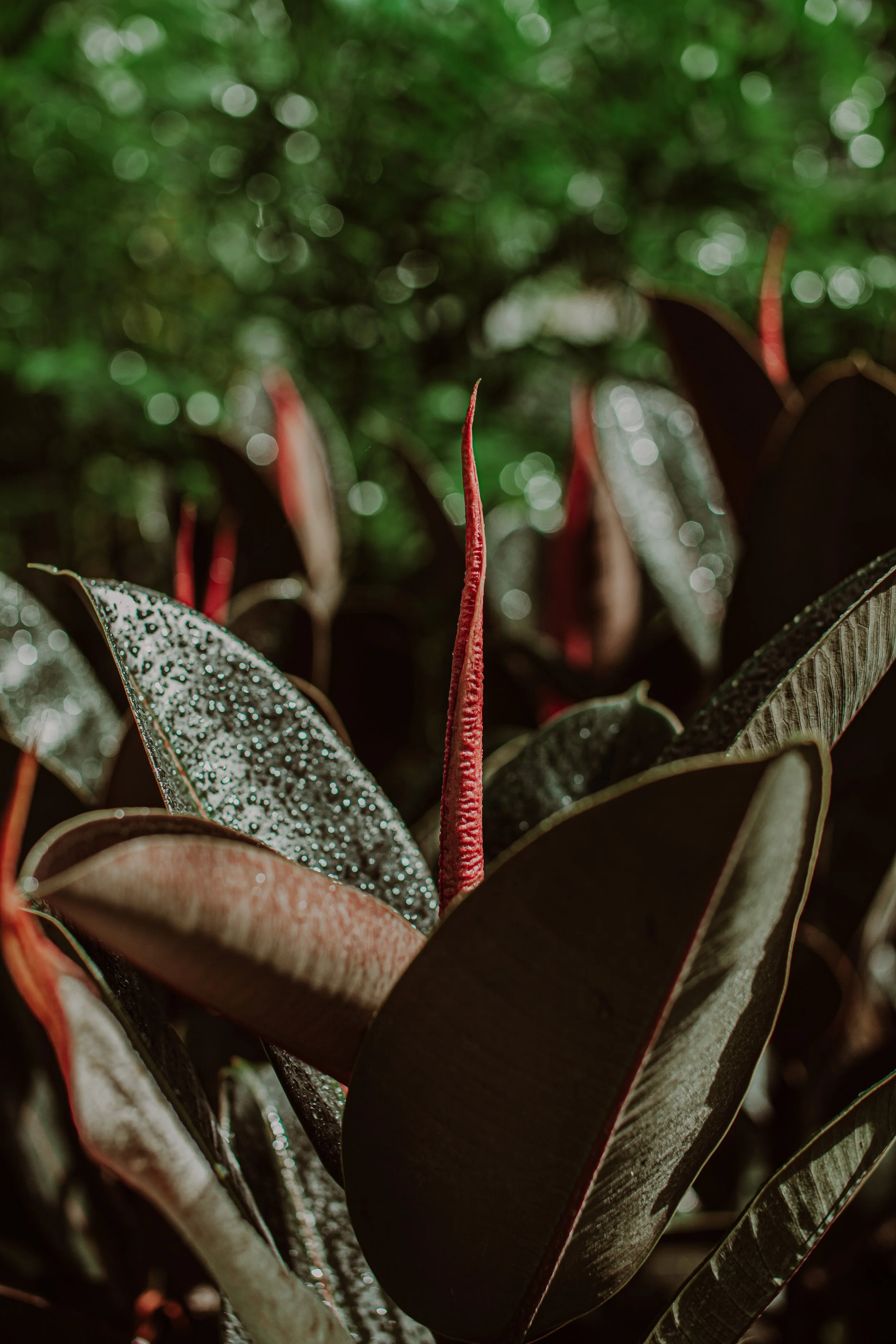 Ficus Black Knight Auckland Palm Centre 2.jpg