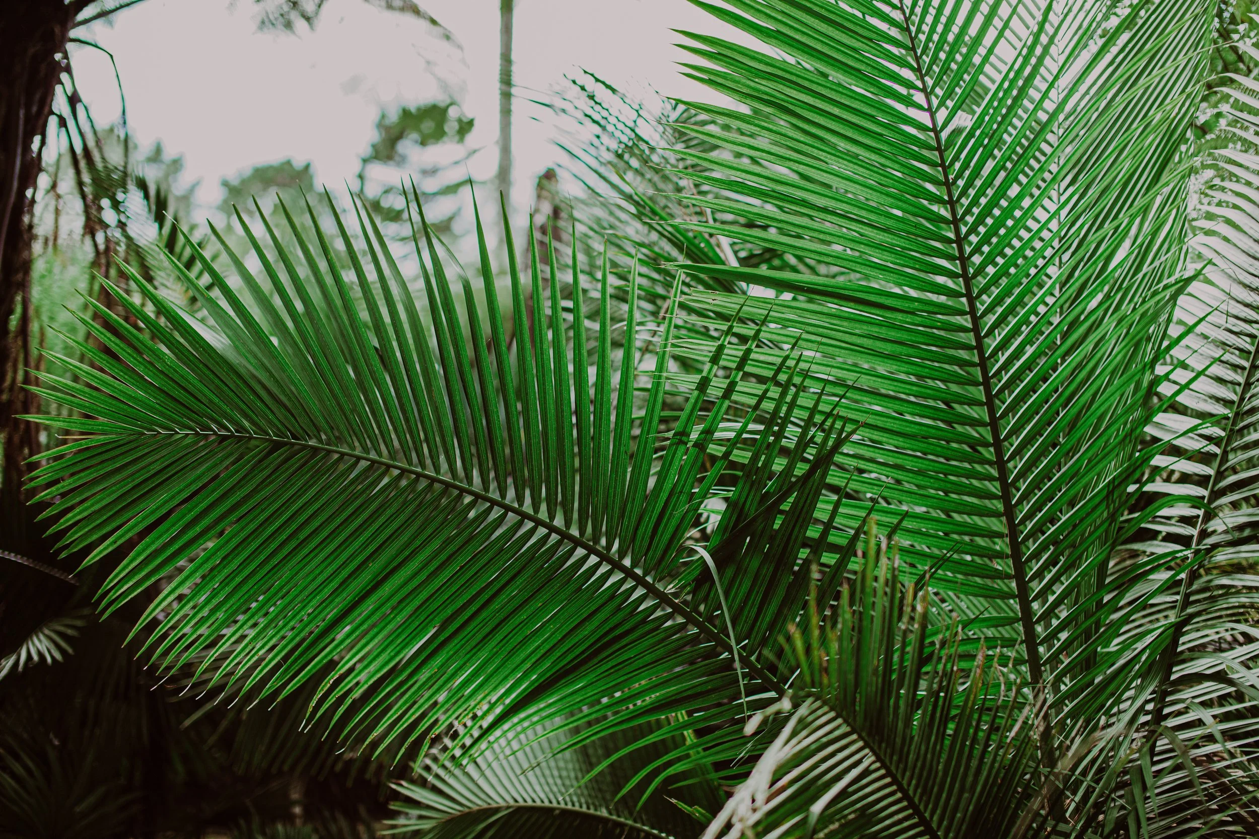 Majestic Palm Auckland Palm Centre .jpg