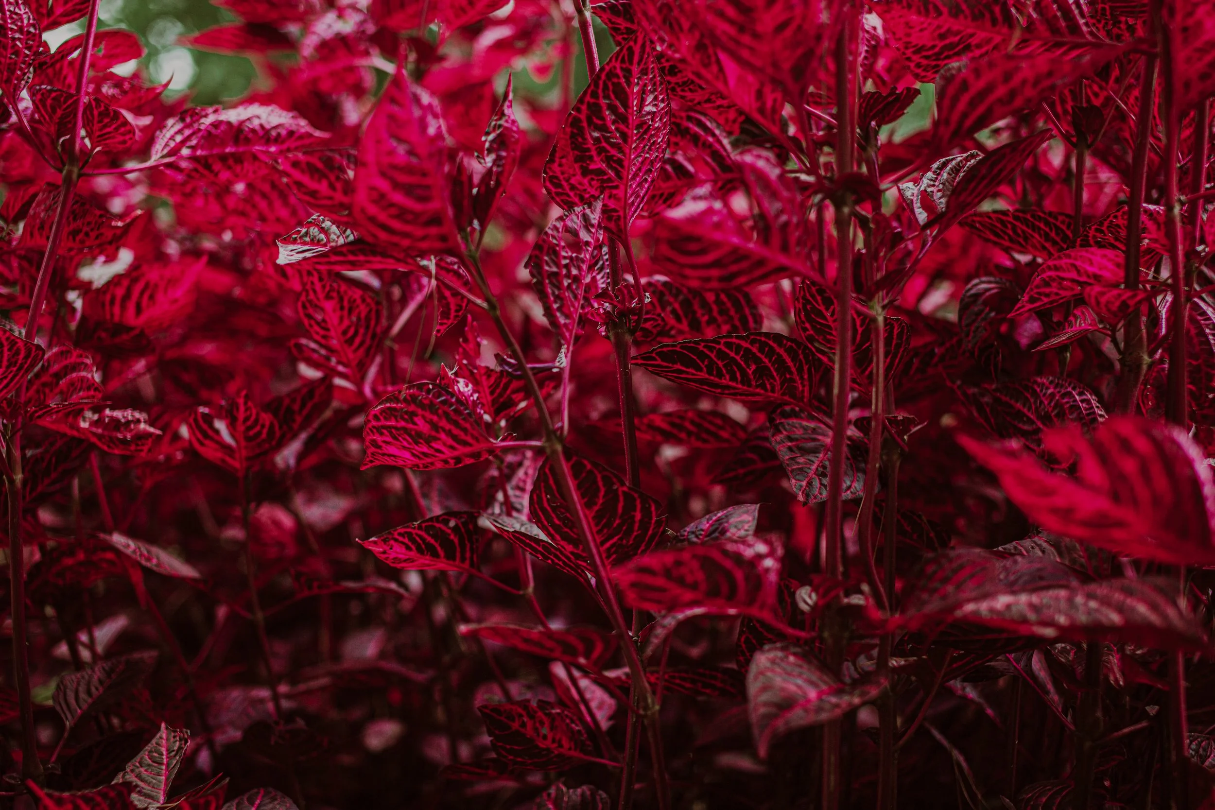 Bloodleaf Auckland Palm Centre.jpg