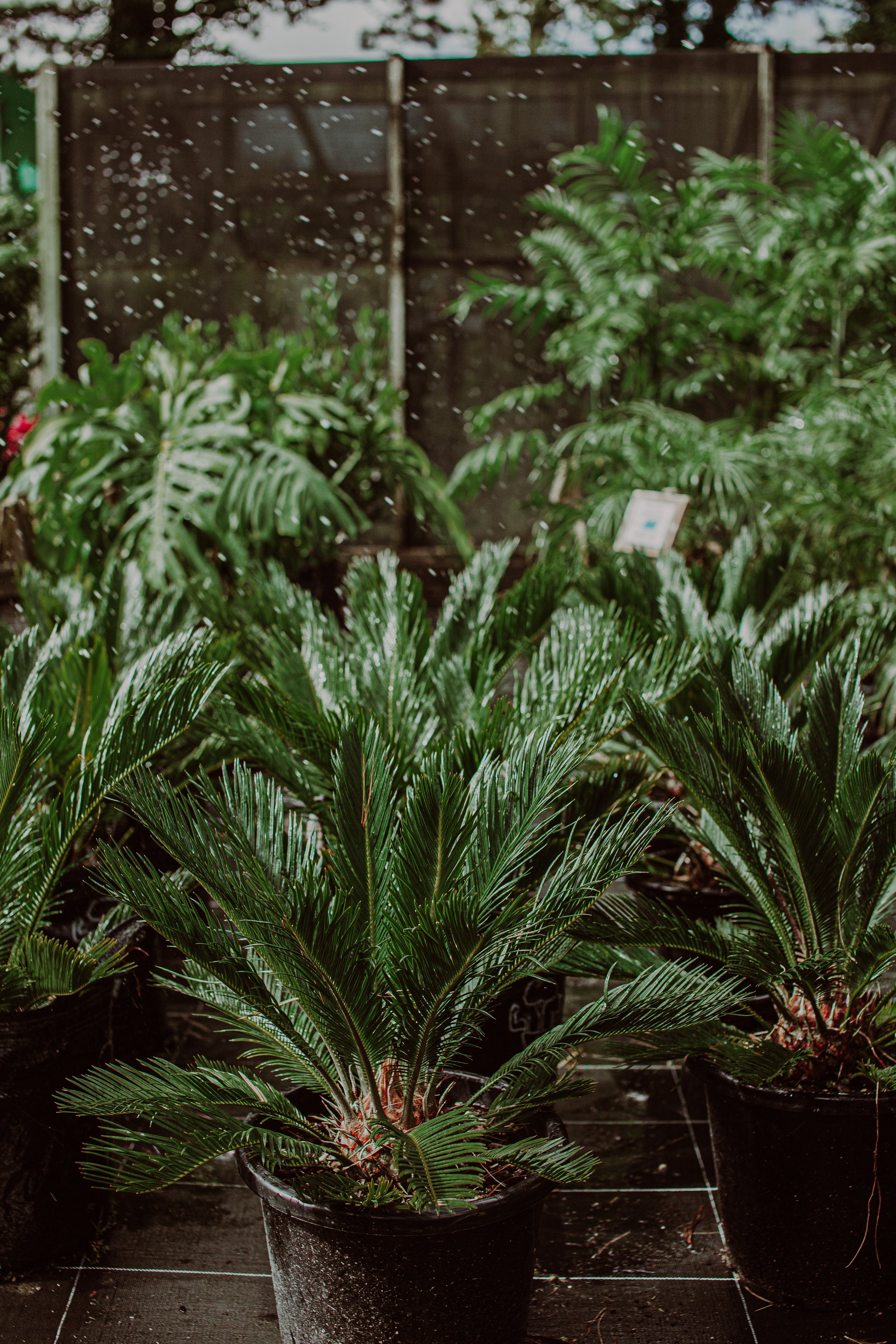 Sago Palm Auckland Palm Centre.jpg