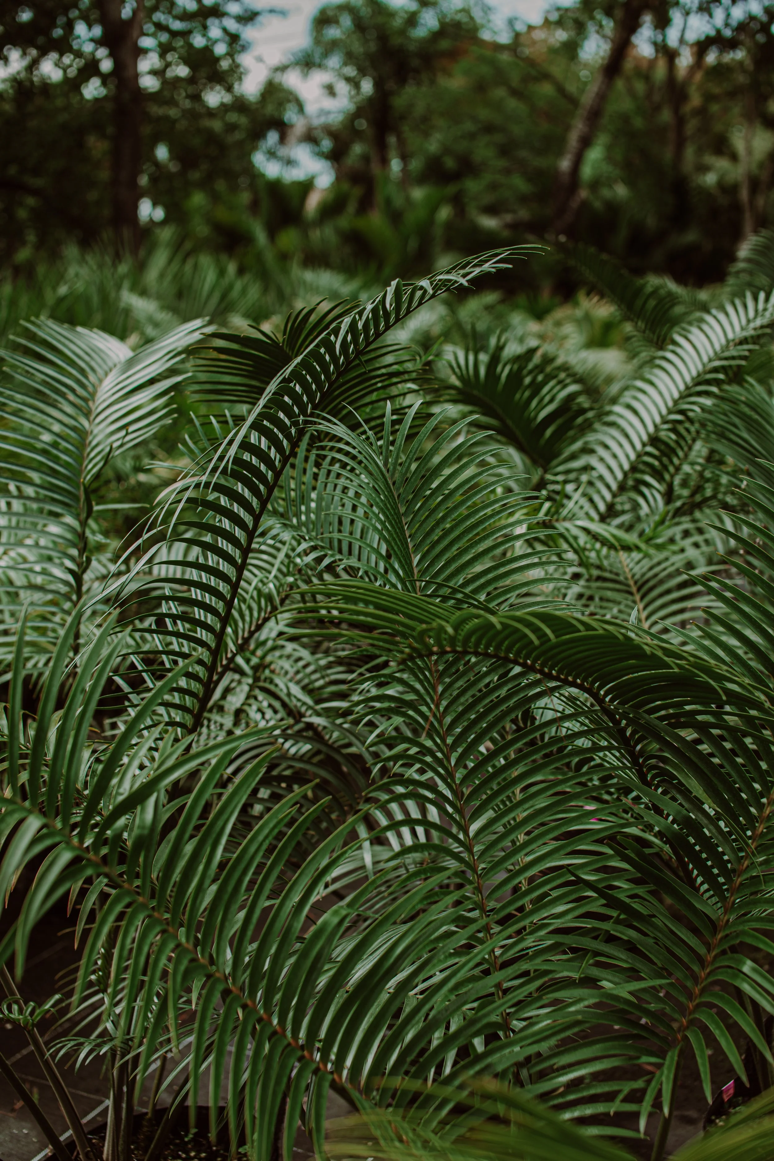 Pineapple Cycad Auckland Palm Centre.jpg