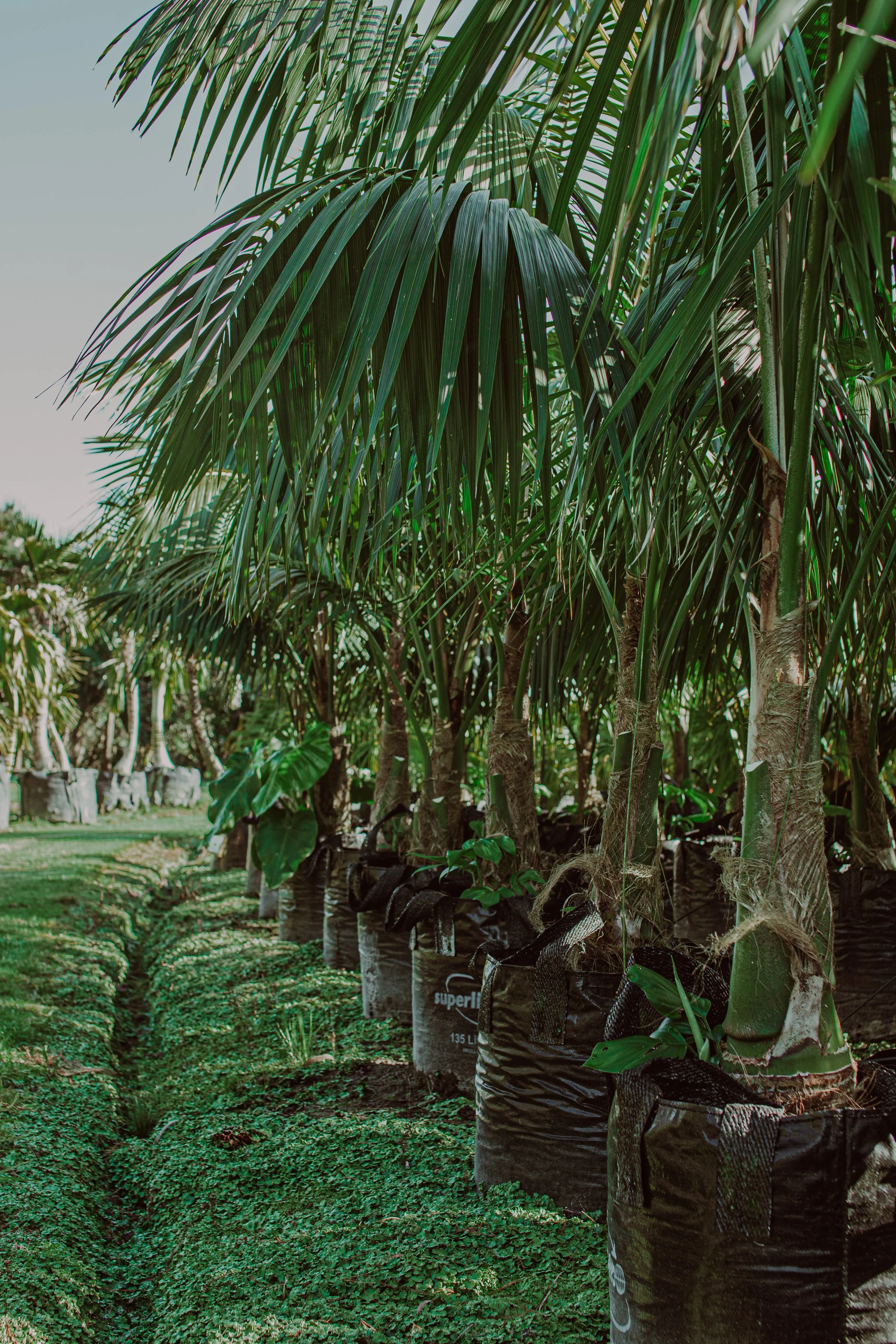 container grown Kentia palm trees outdoors in full sun in a tidy row at Auckland Palm Centre howea forsteriana