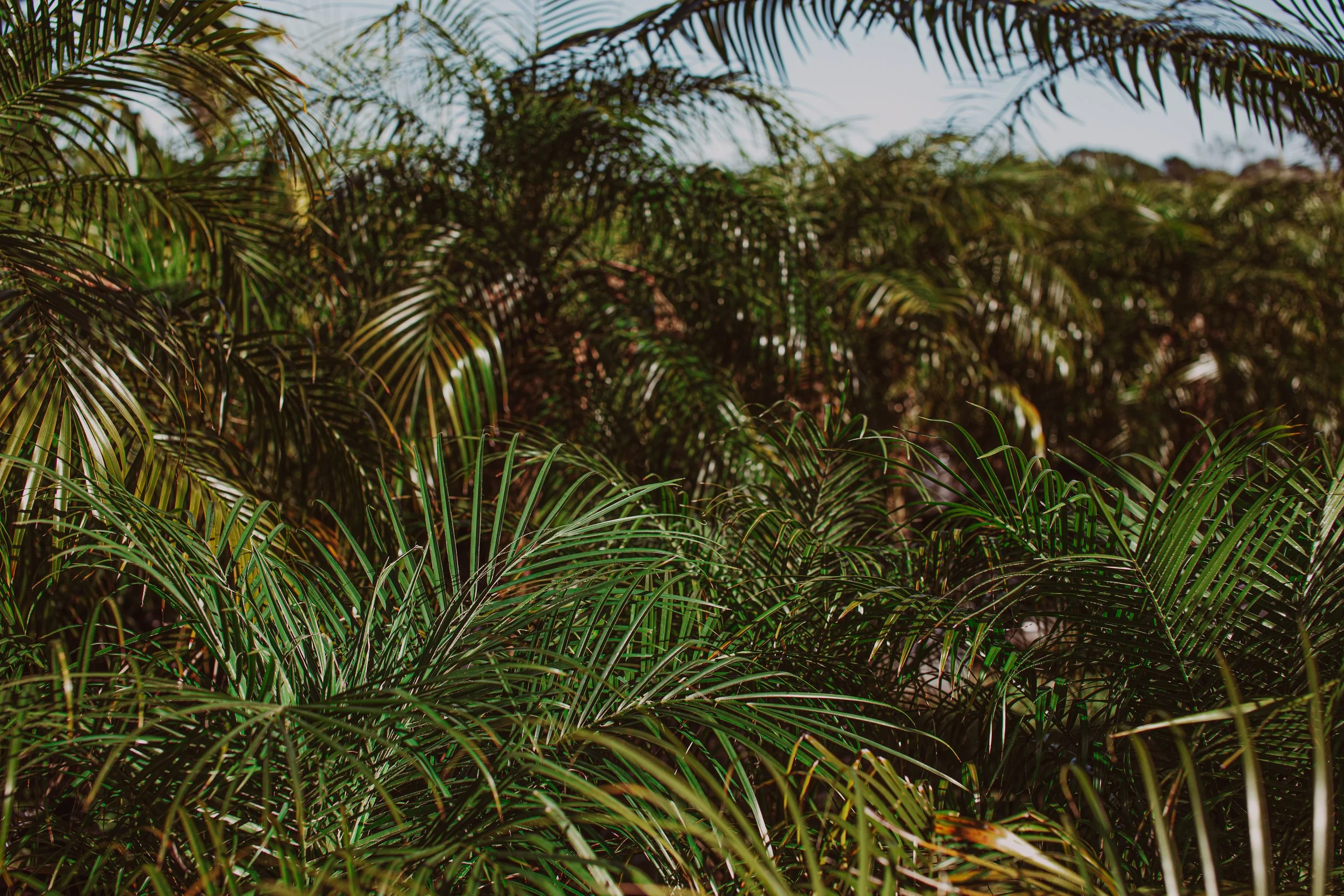 Miniature Date Palm Auckland Palm Centre 1.jpg