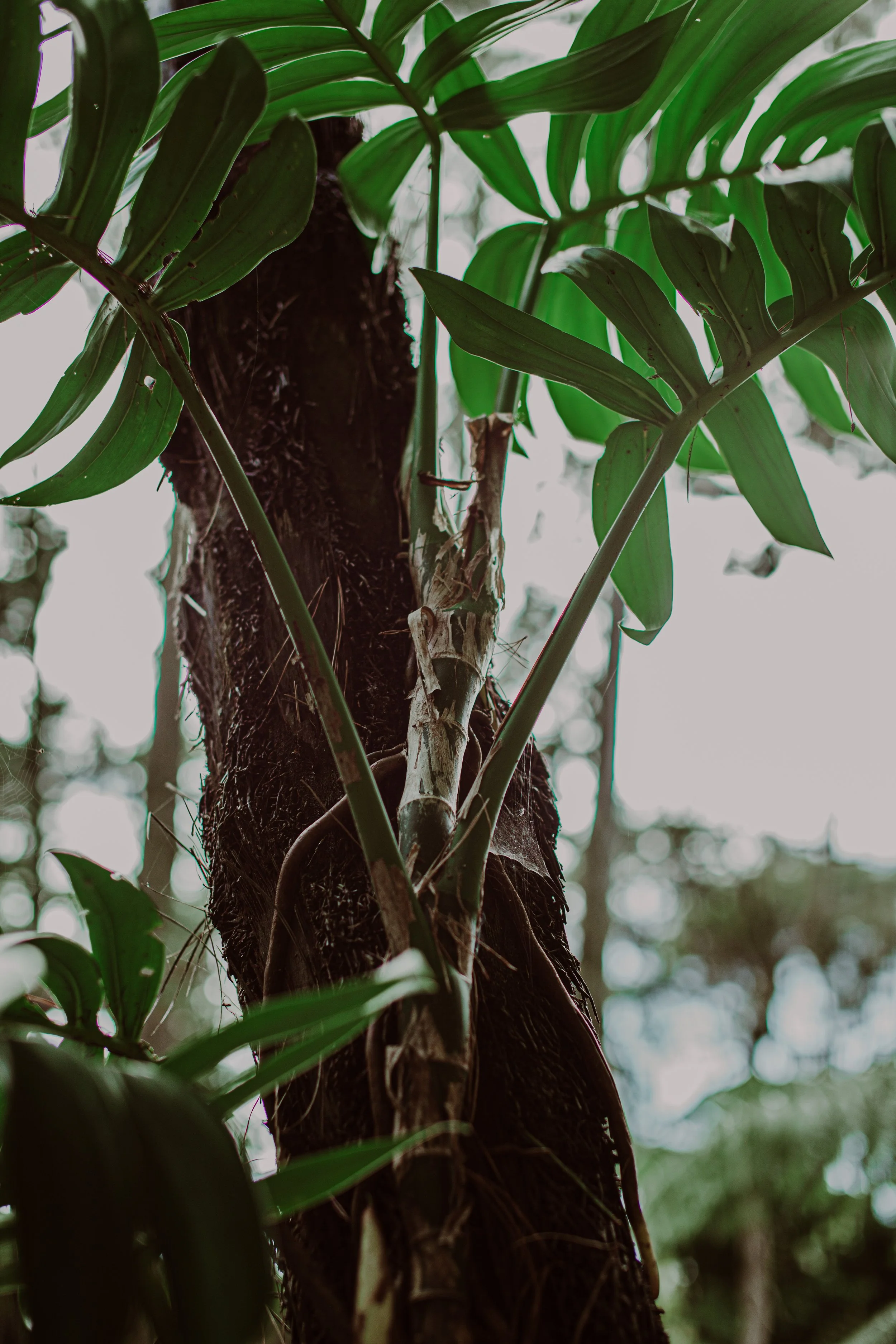 Rhaphidophora decursiva Auckland Palm Centre.jpg