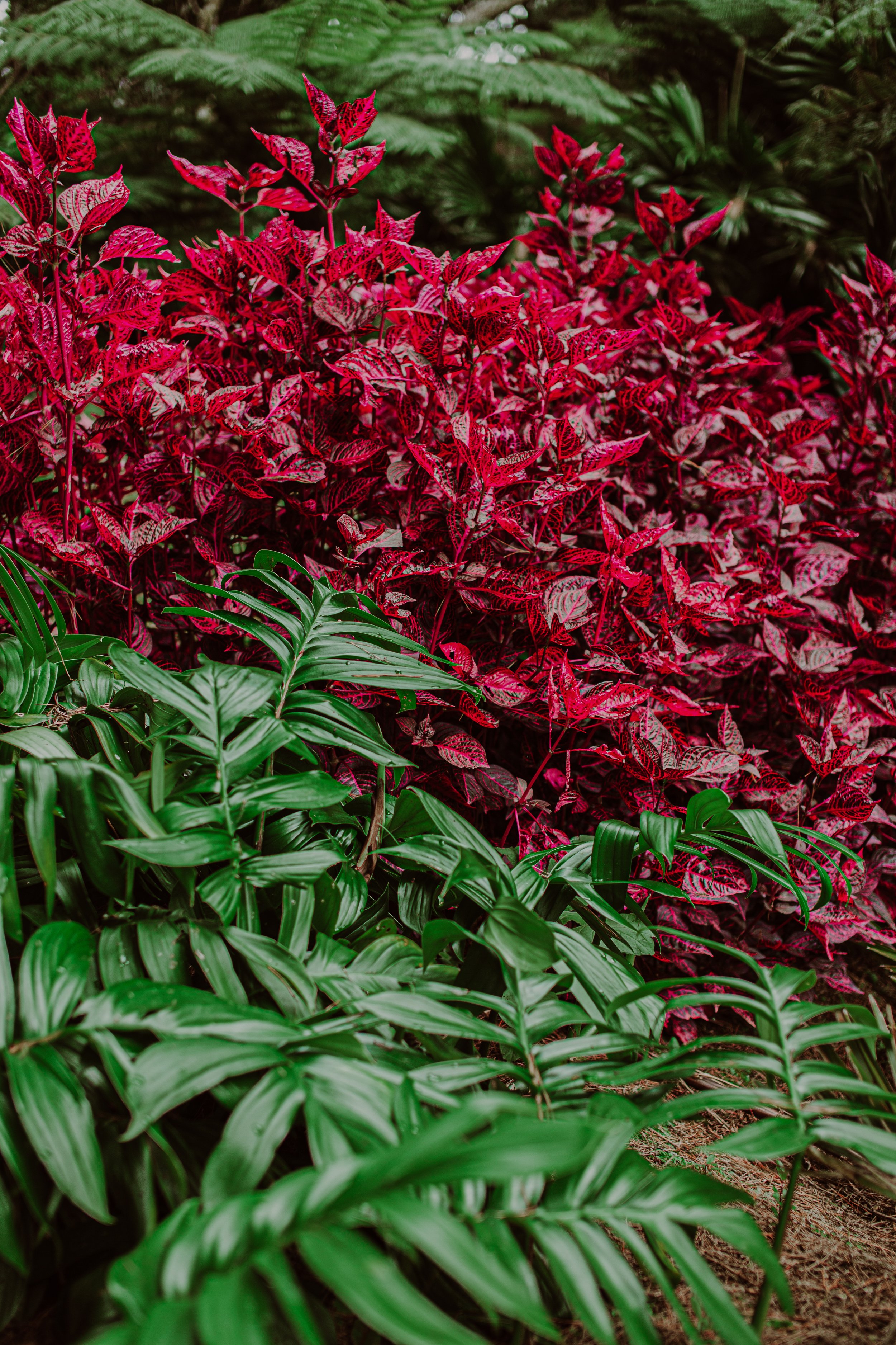 Bloodleaf Auckland Palm Centre.jpg