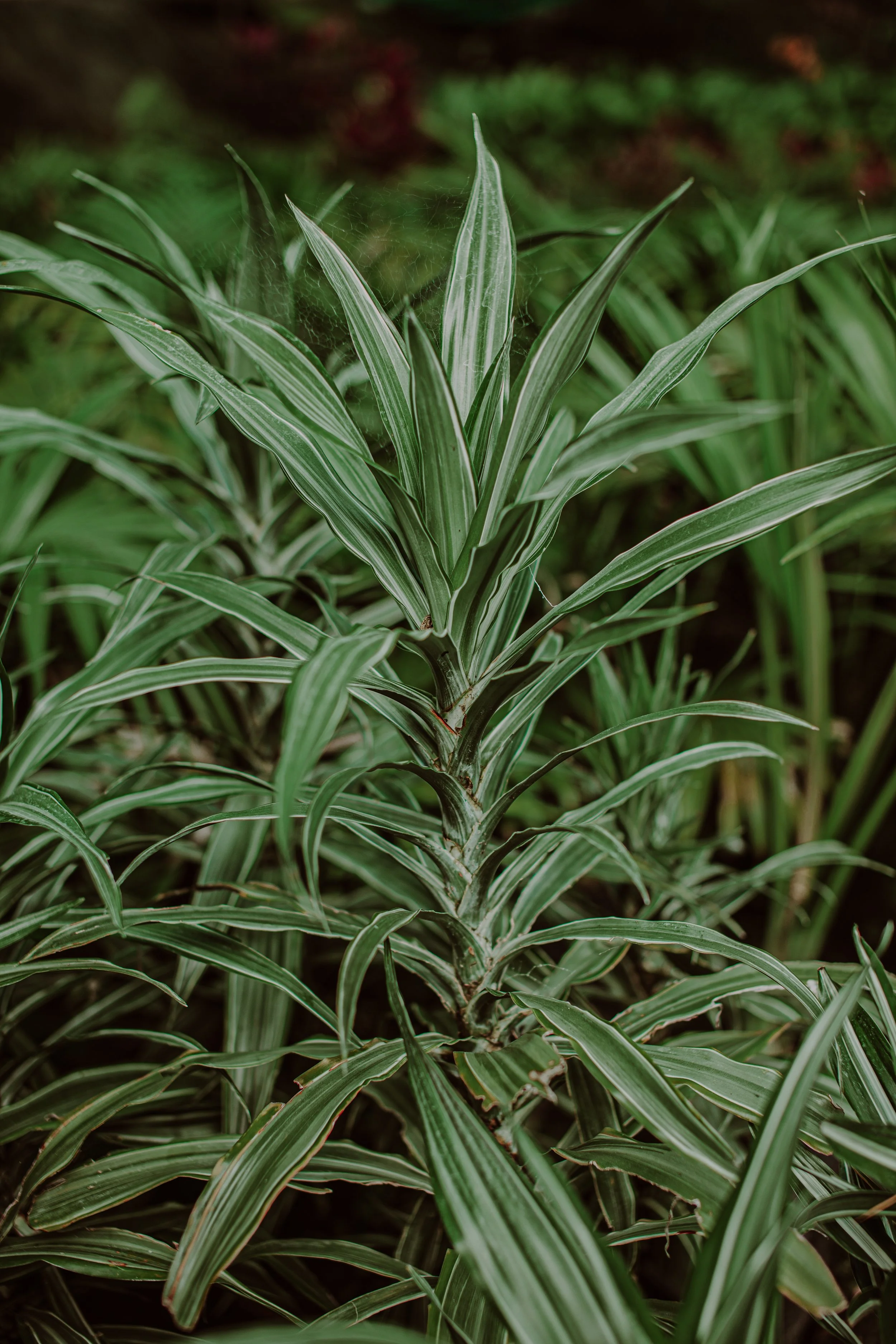 Dracena White Stripe Auckland Palm Centre.jpg