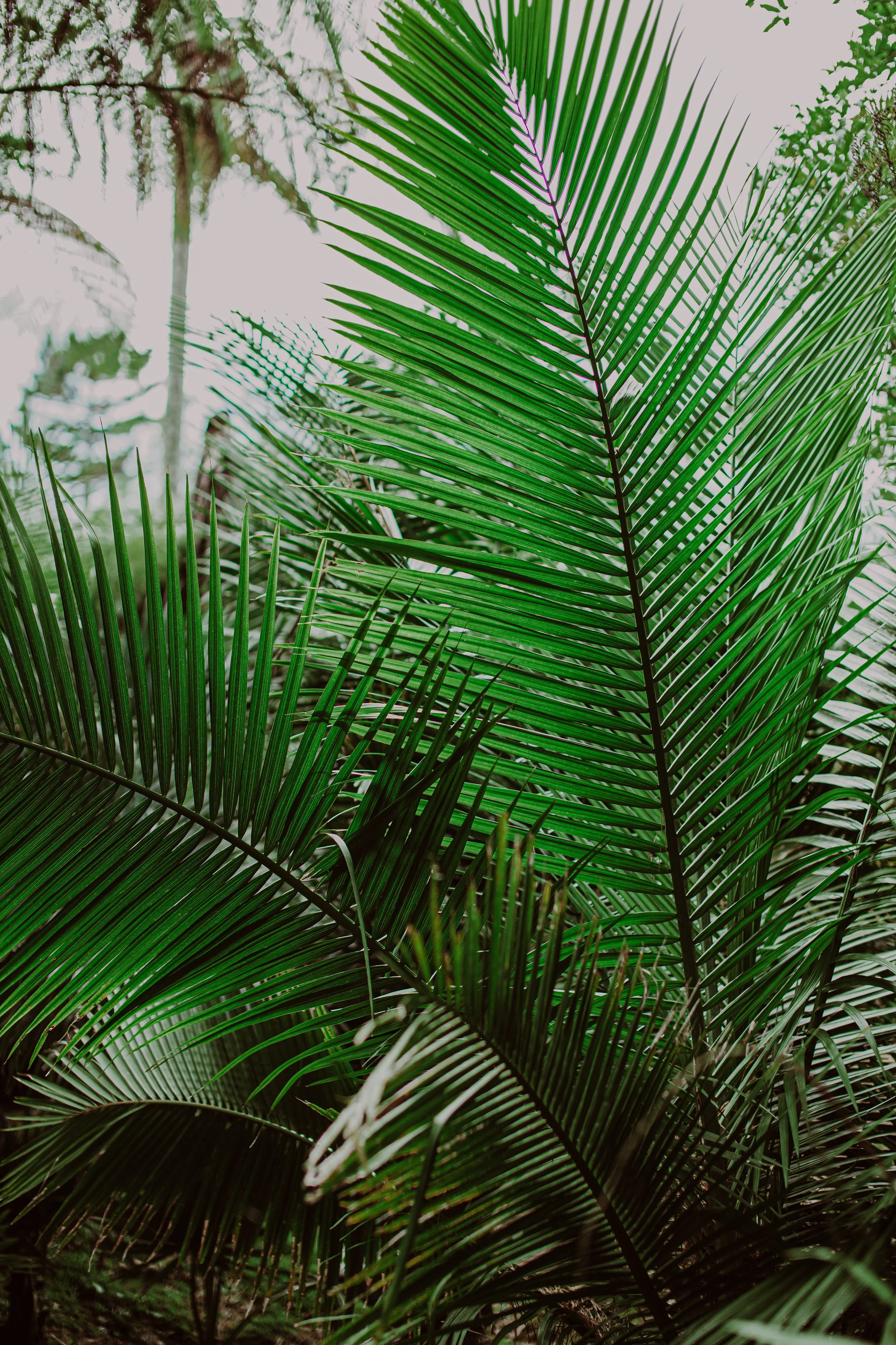 Majestic Palm 2 Auckland Palm Centre .jpg