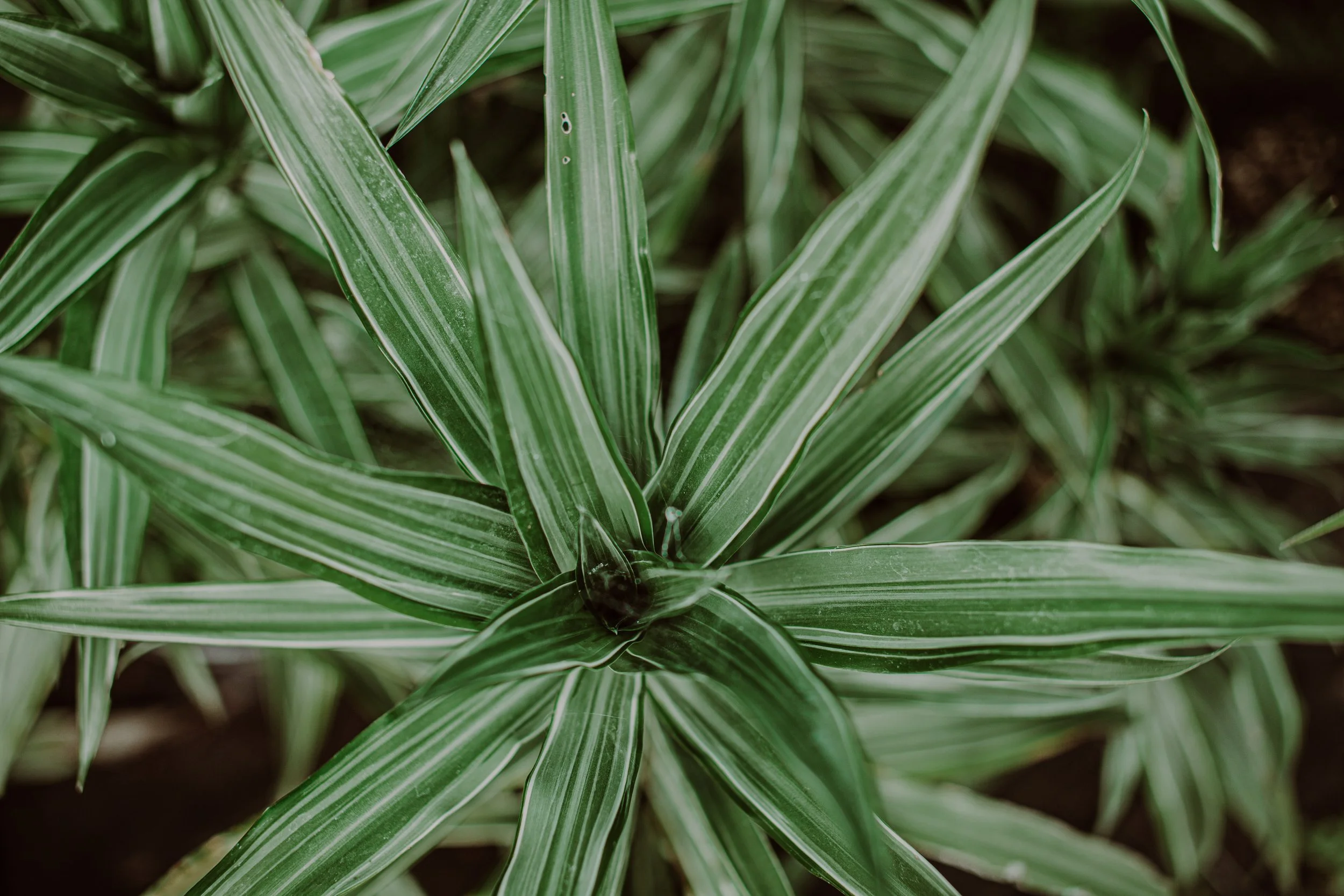 Dracena 'White Stripe'